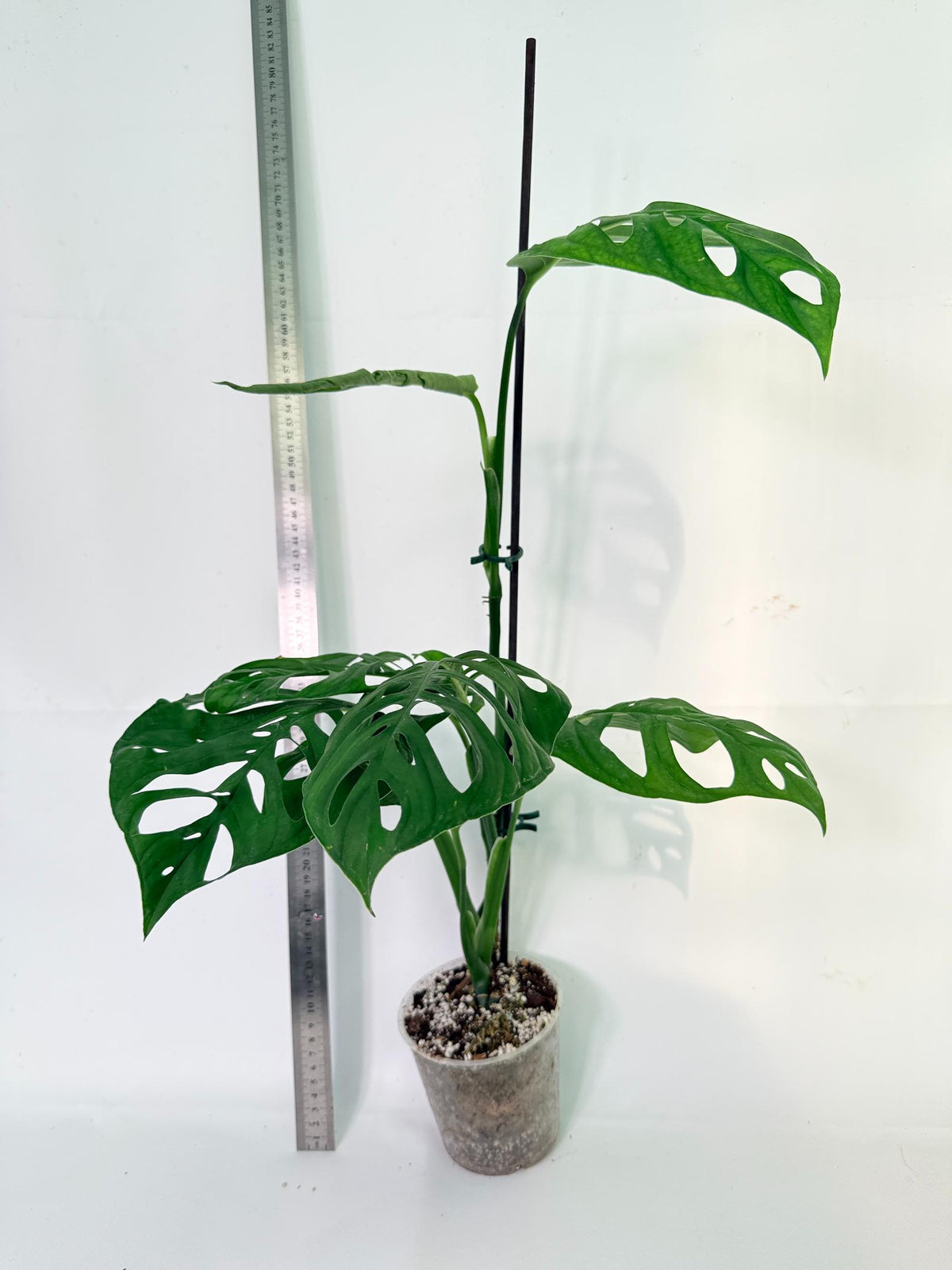 Monstera Epipremnoides Esqueleto 5