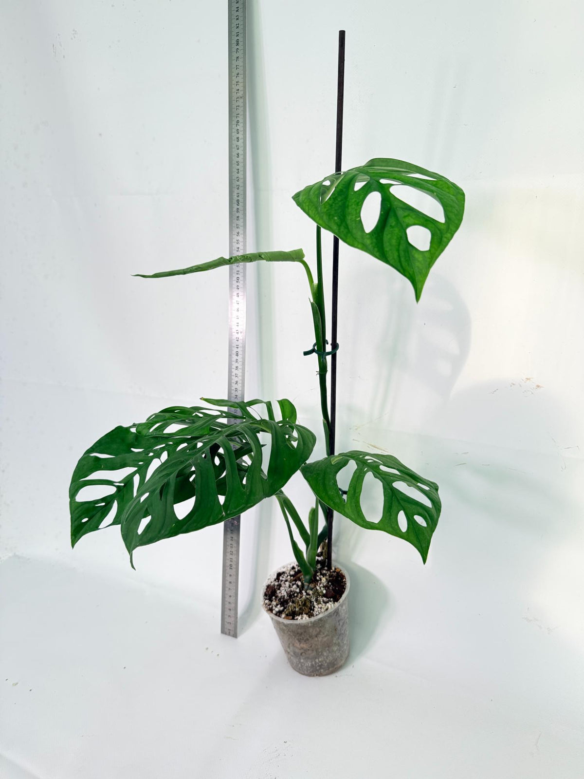 Monstera Epipremnoides Esqueleto 6