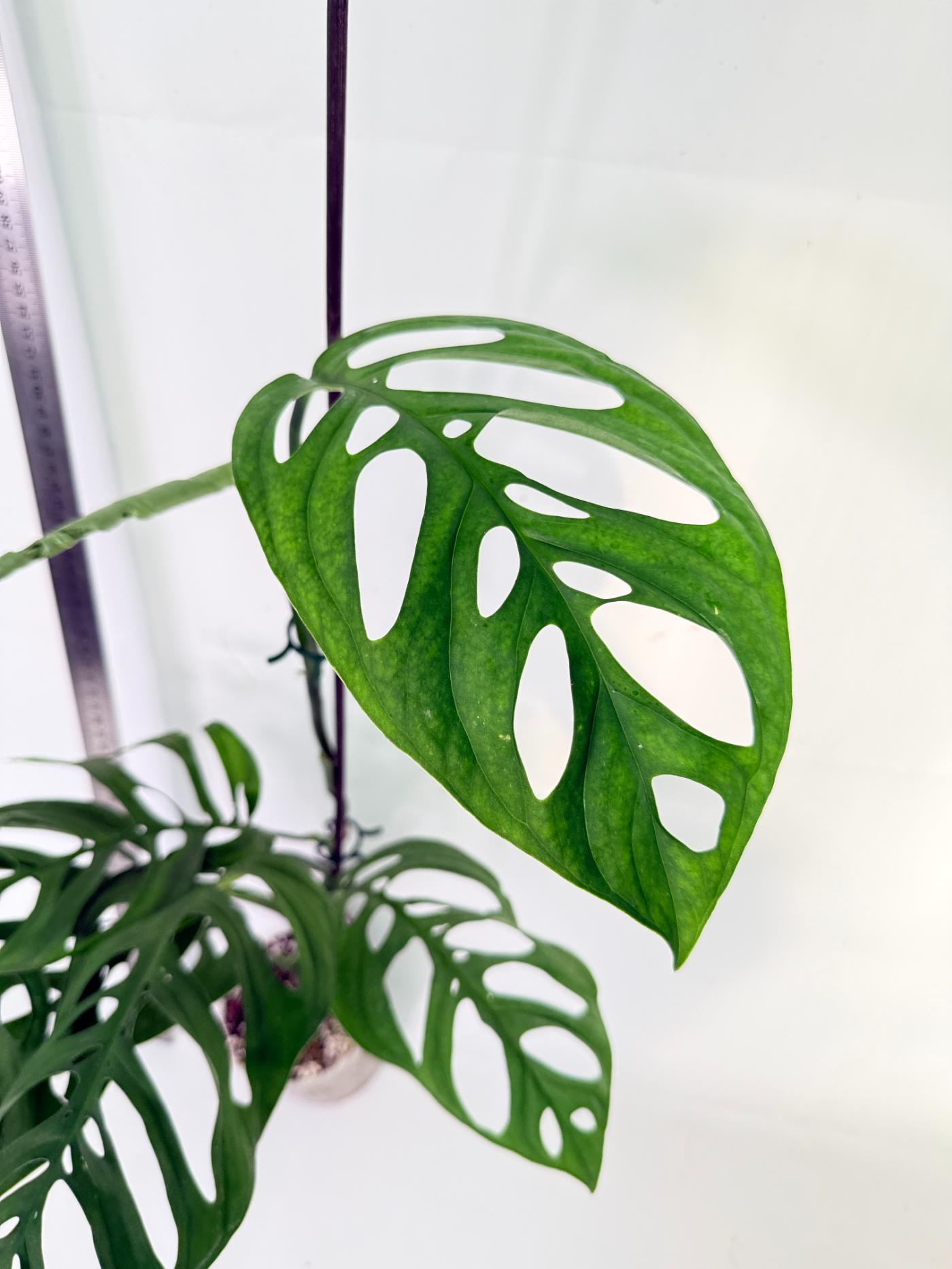 Monstera Epipremnoides Esqueleto 7