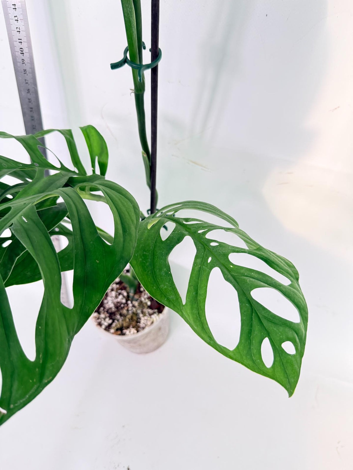 Monstera Epipremnoides Esqueleto 8