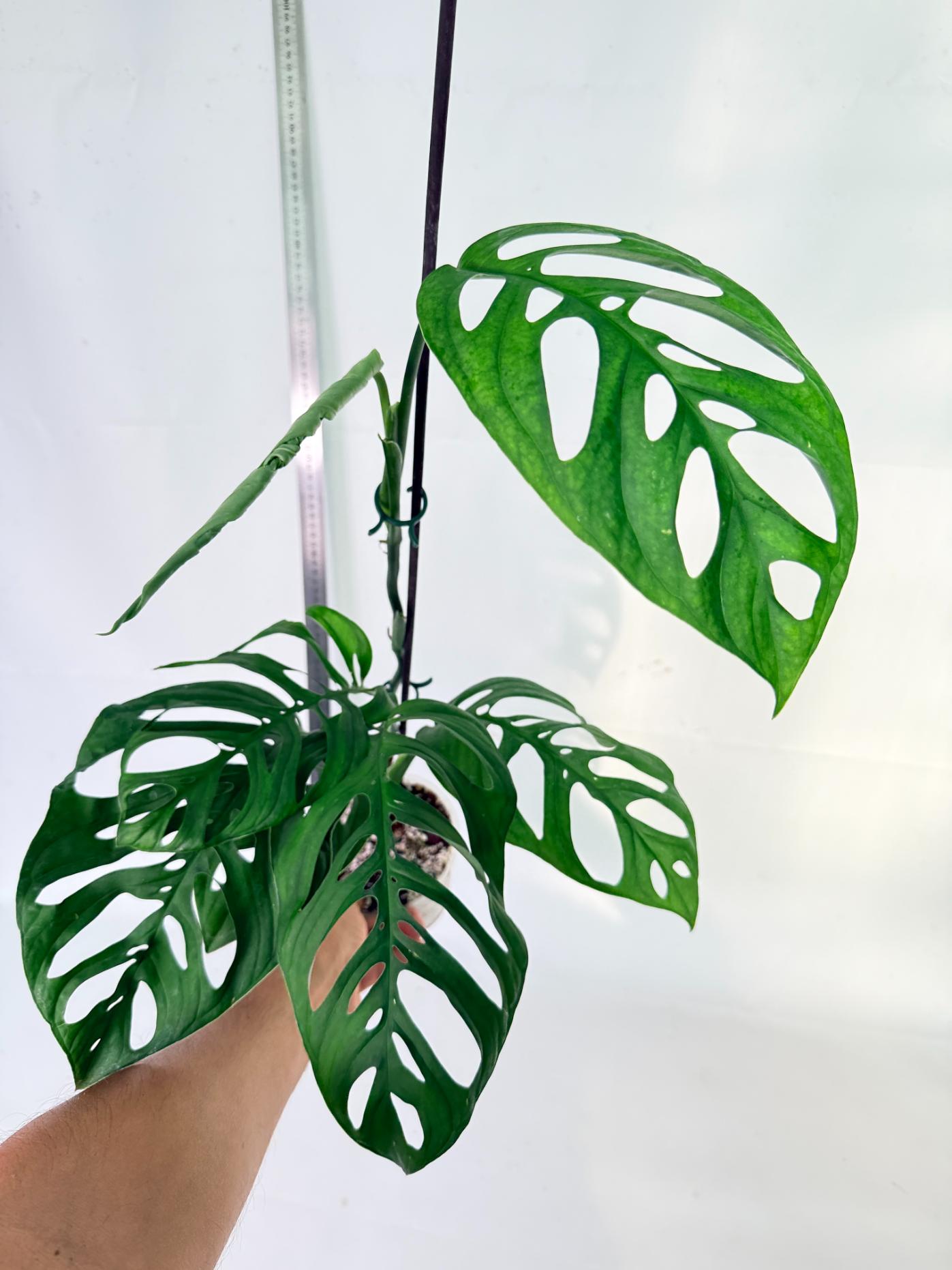 Monstera Epipremnoides Esqueleto 4