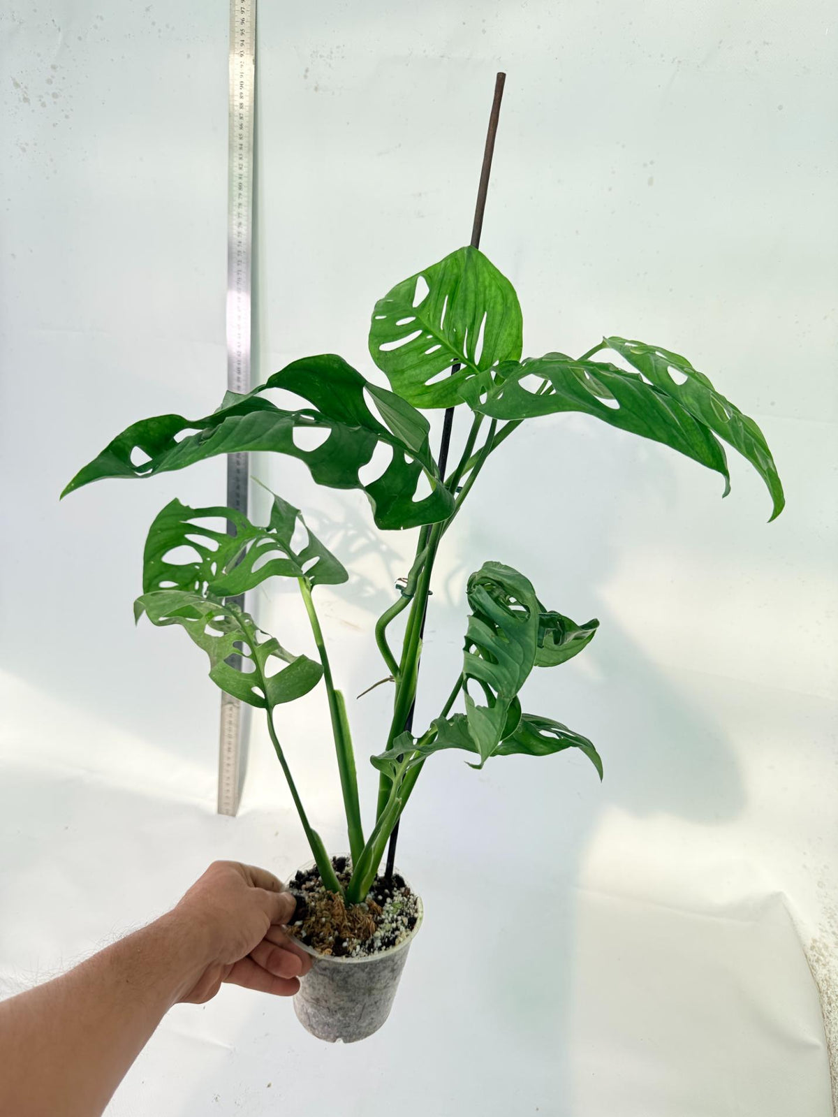 Monstera Epipremnoides Esqueleto 5