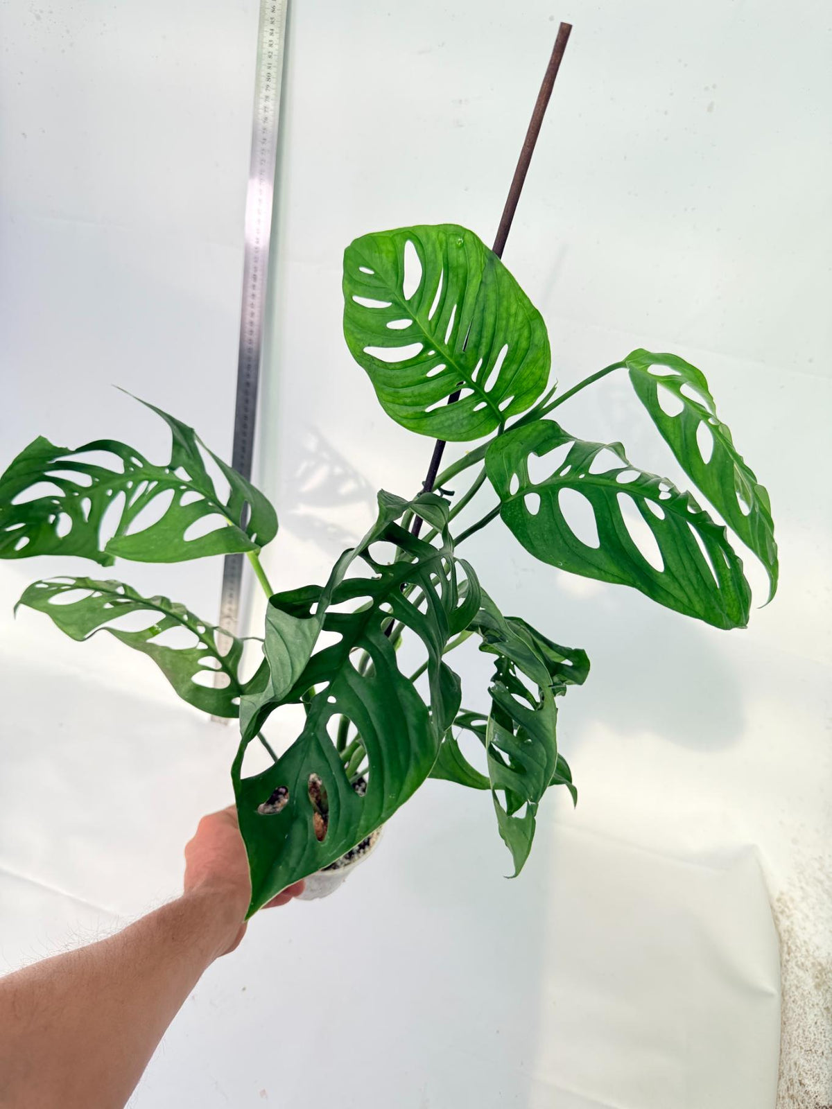Monstera Epipremnoides Esqueleto 9