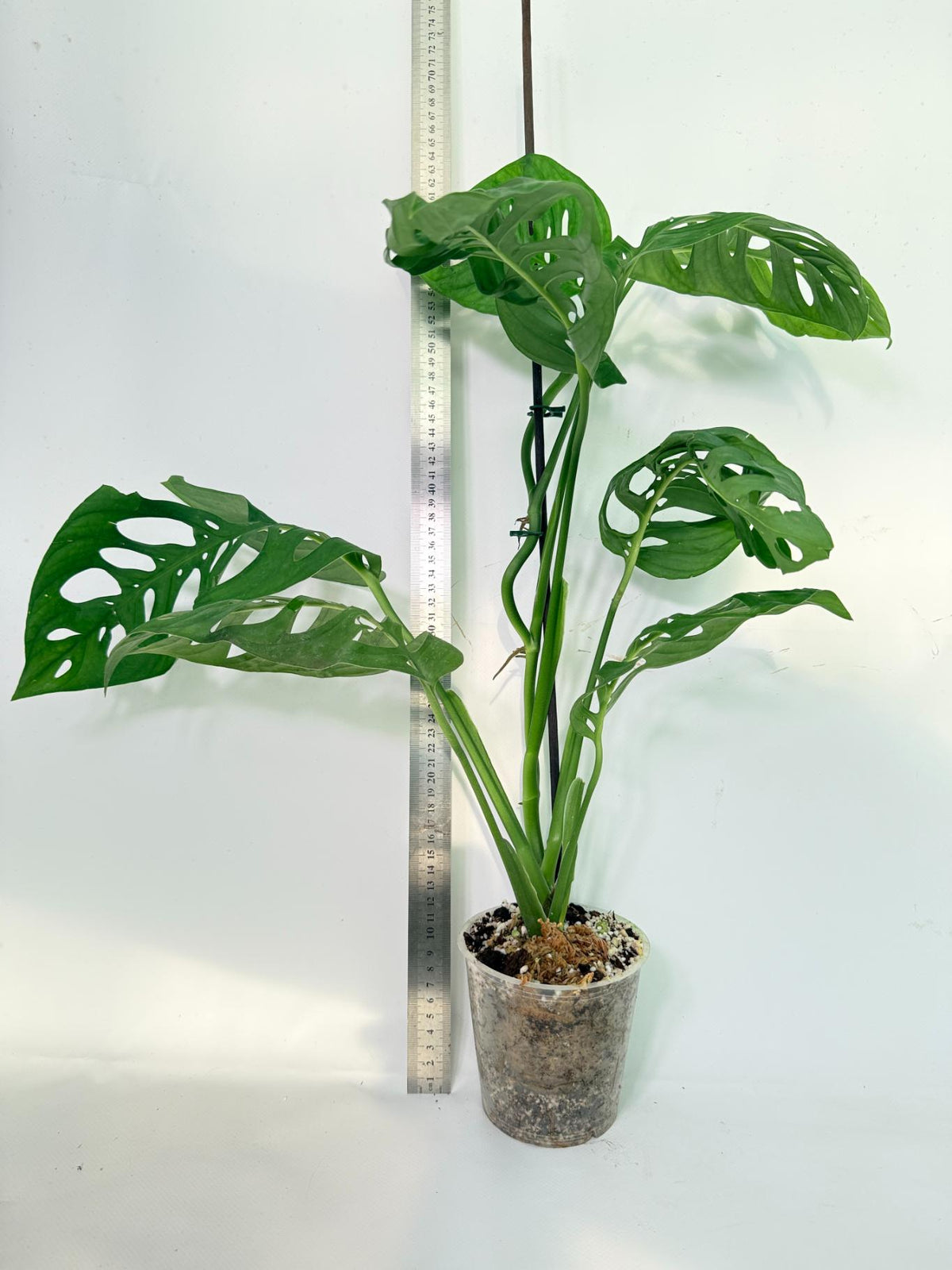 Monstera Epipremnoides Esqueleto 1