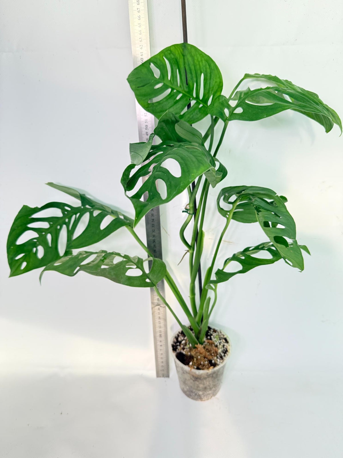 Monstera Epipremnoides Esqueleto 4