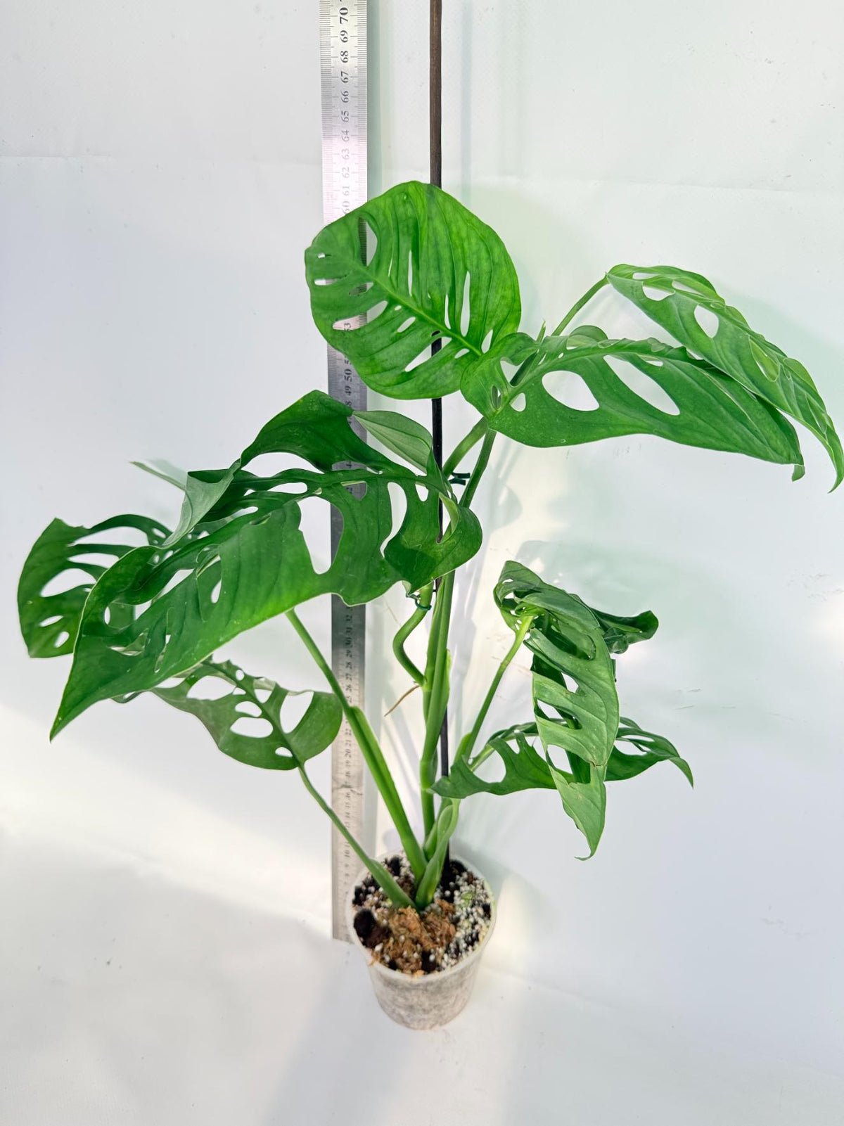 Monstera Epipremnoides Esqueleto 6