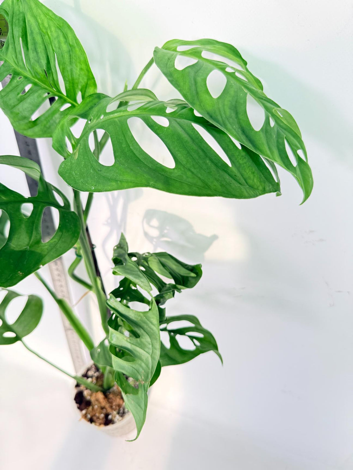 Monstera Epipremnoides Esqueleto 2
