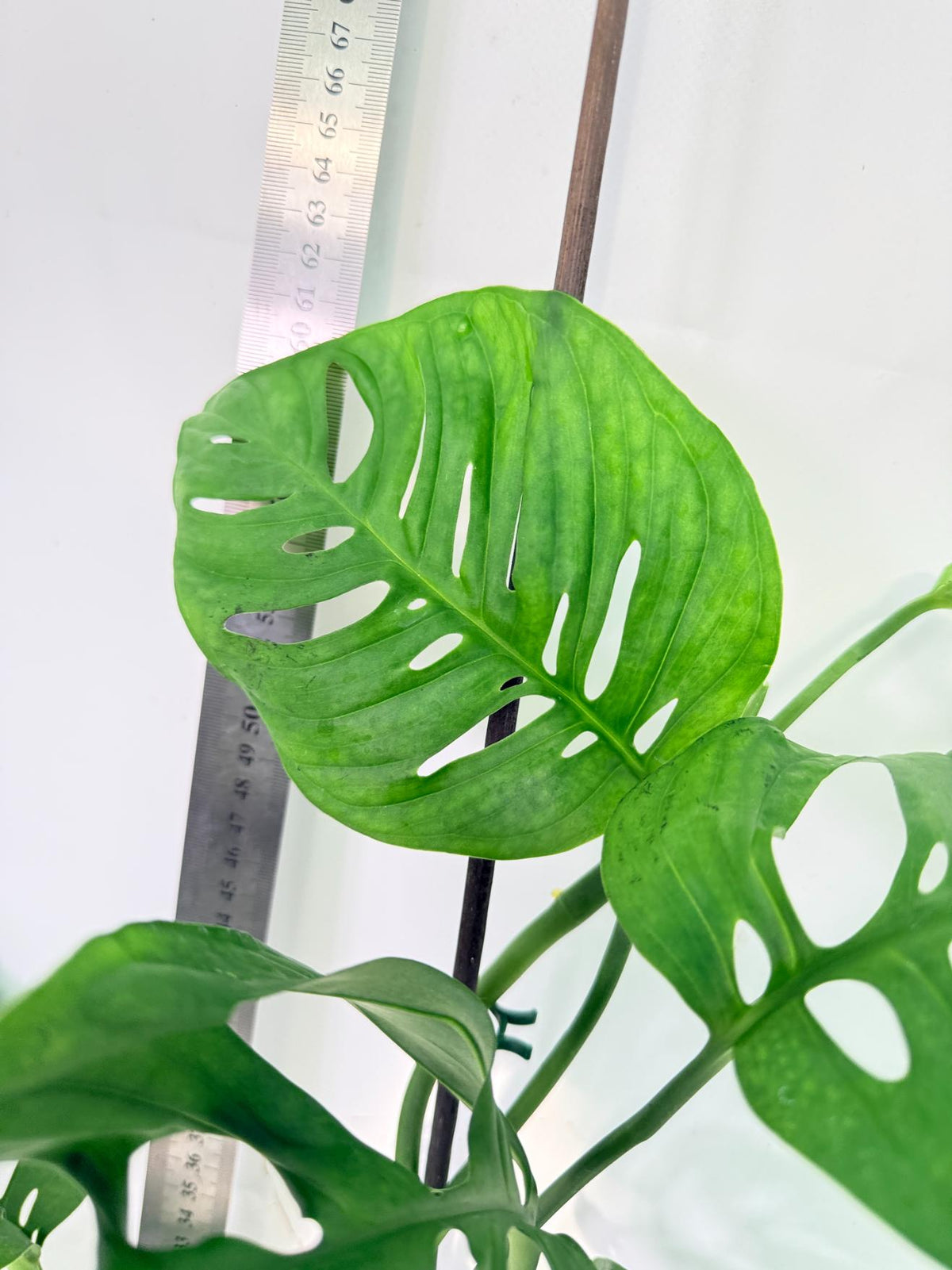 Monstera Epipremnoides Esqueleto 3