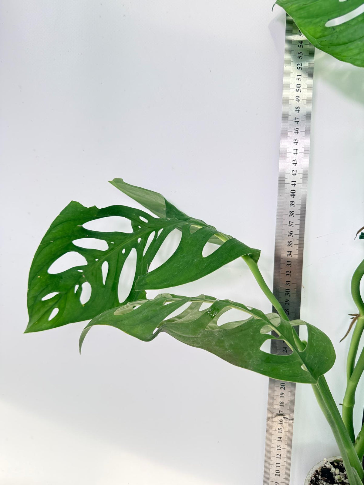Monstera Epipremnoides Esqueleto 8