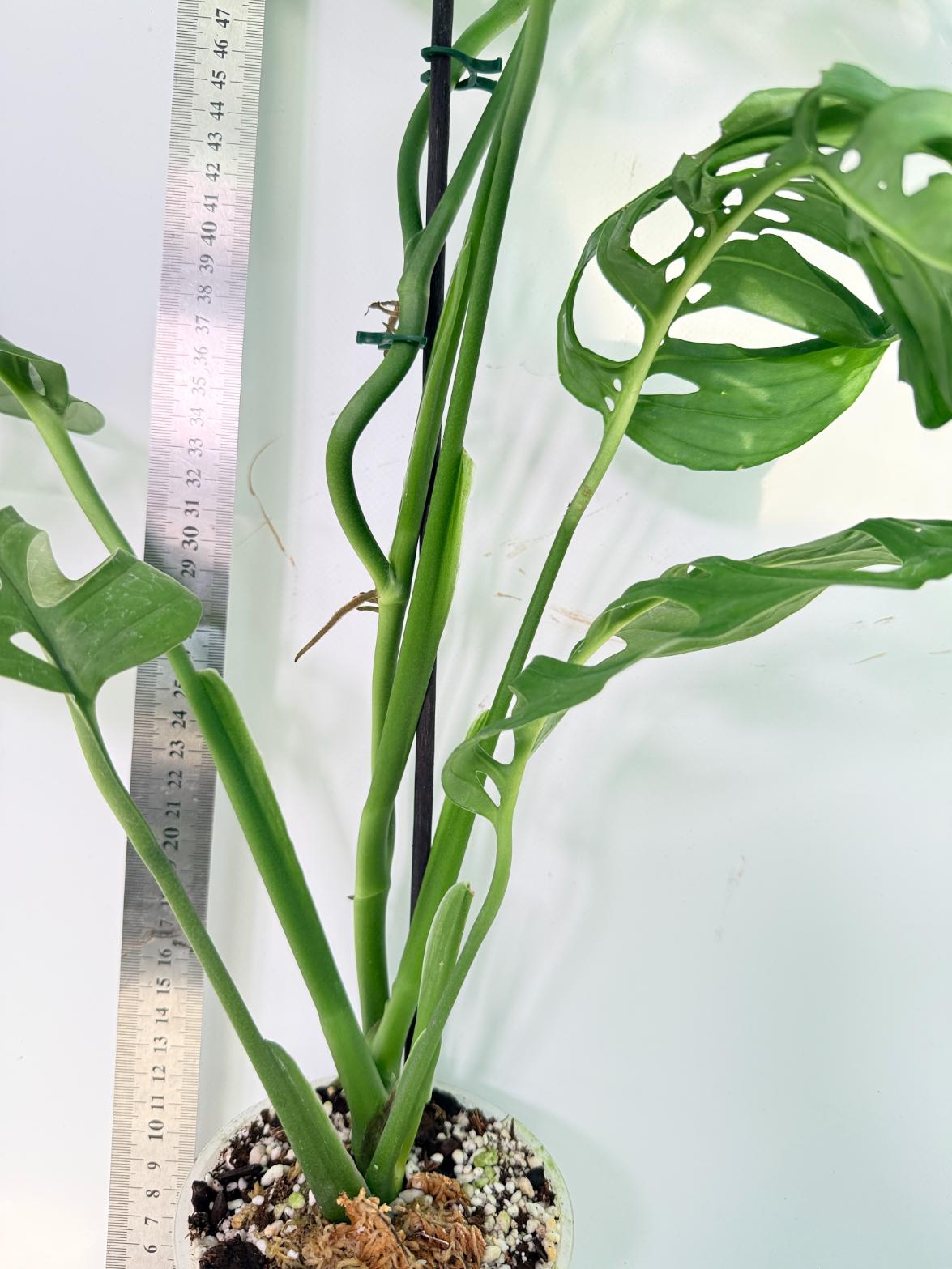 Monstera Epipremnoides Esqueleto 7