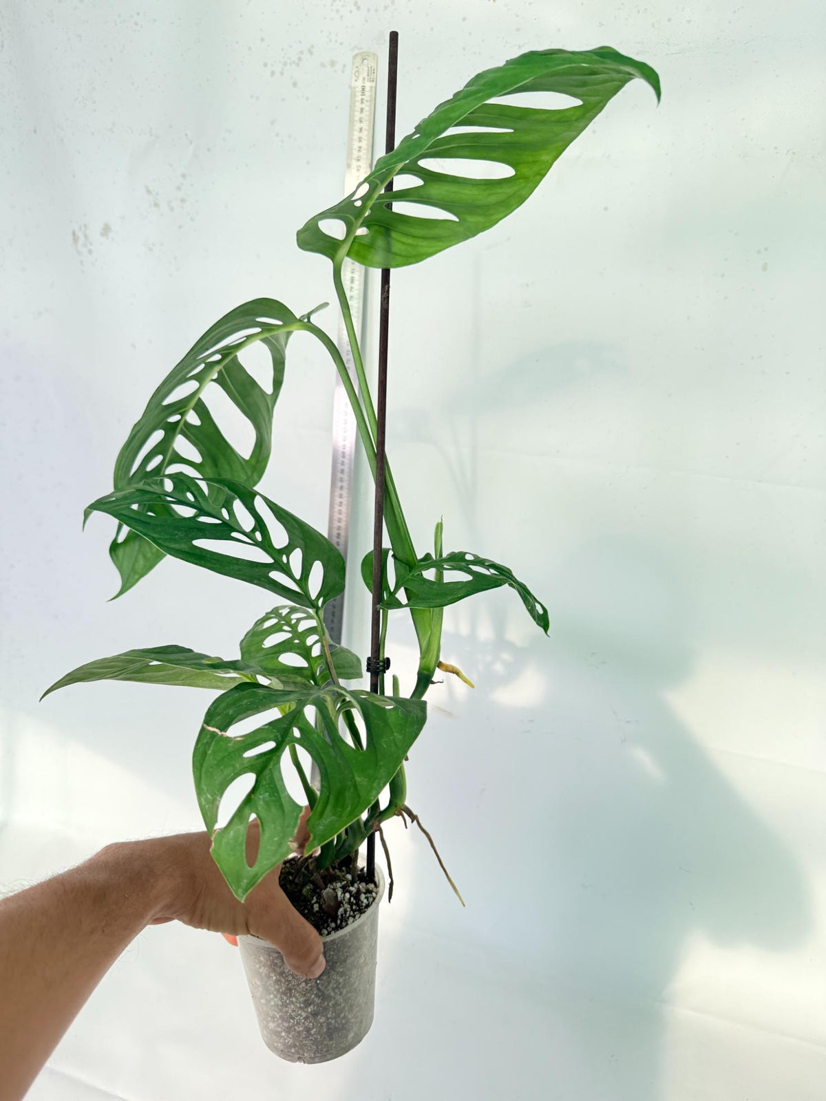 Monstera Epipremnoides Esqueleto 9