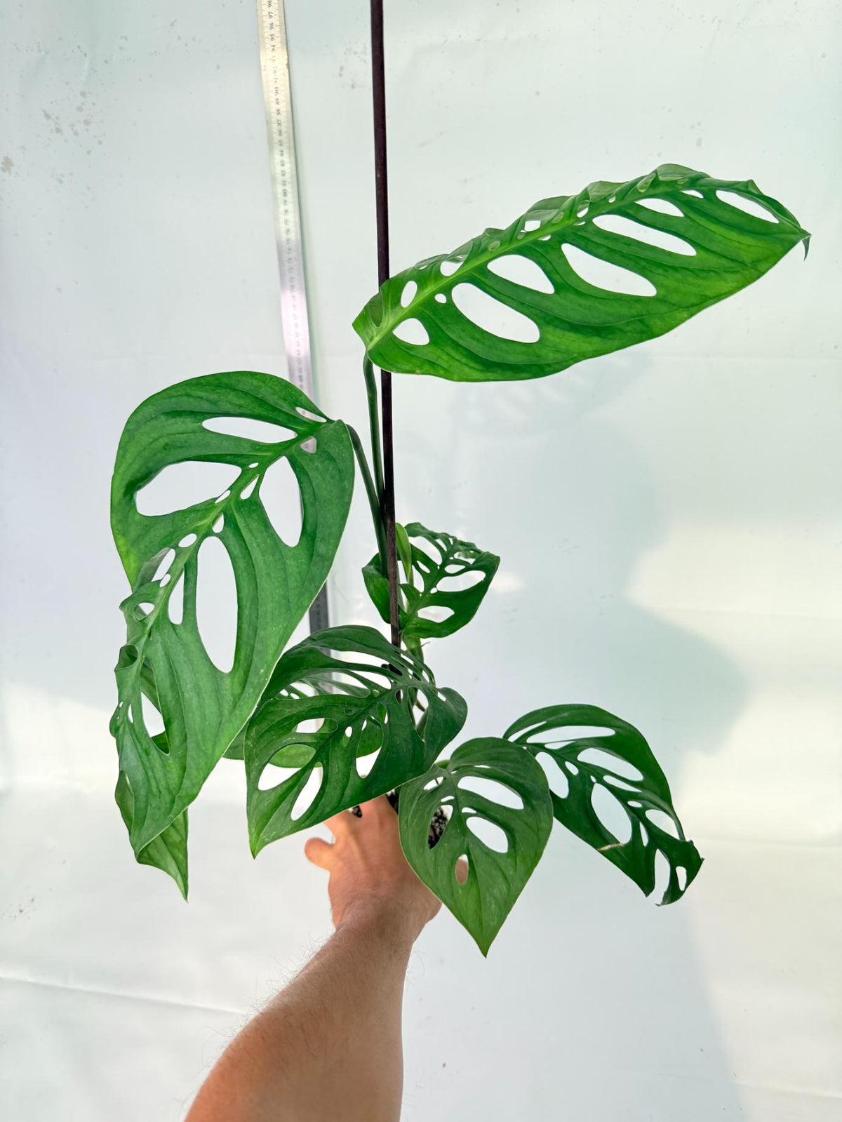 Monstera Epipremnoides Esqueleto 10