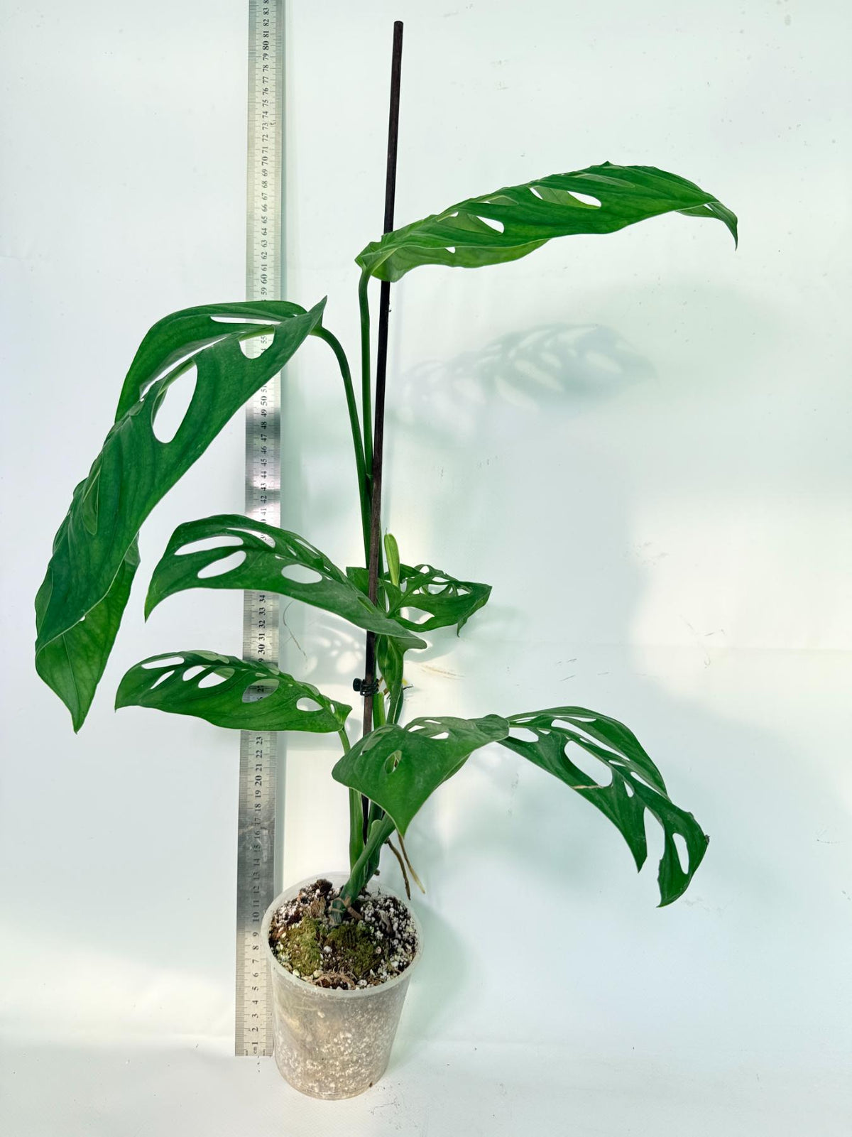 Monstera Epipremnoides Esqueleto 2