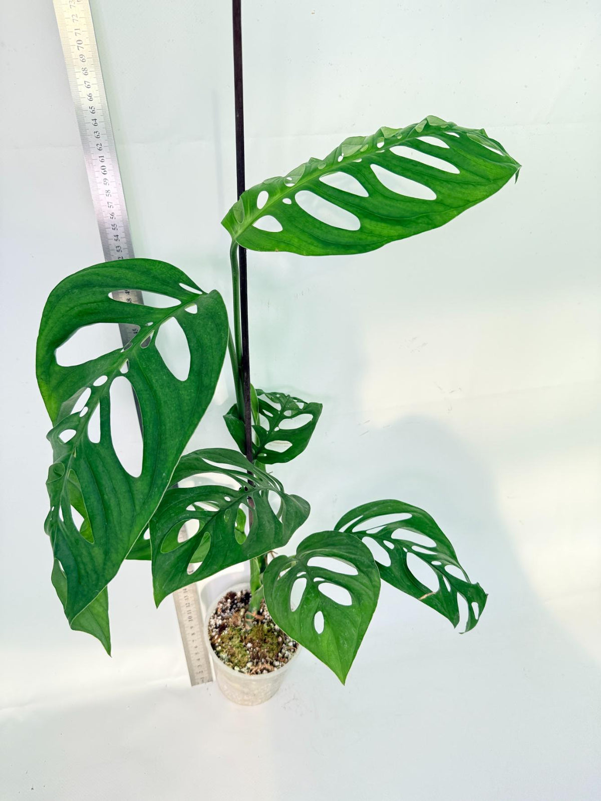 Monstera Epipremnoides Esqueleto 4