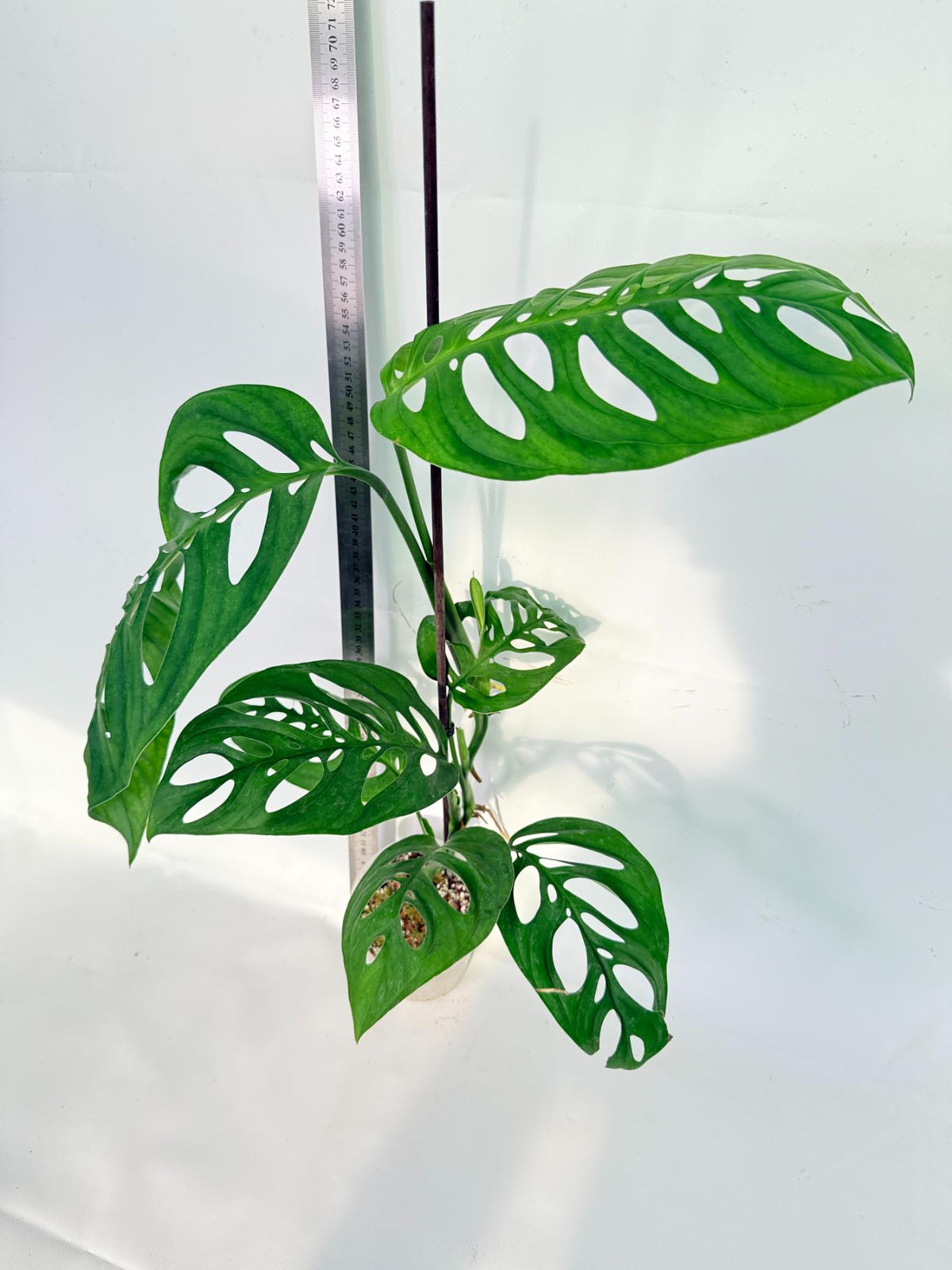 Monstera Epipremnoides Esqueleto 8