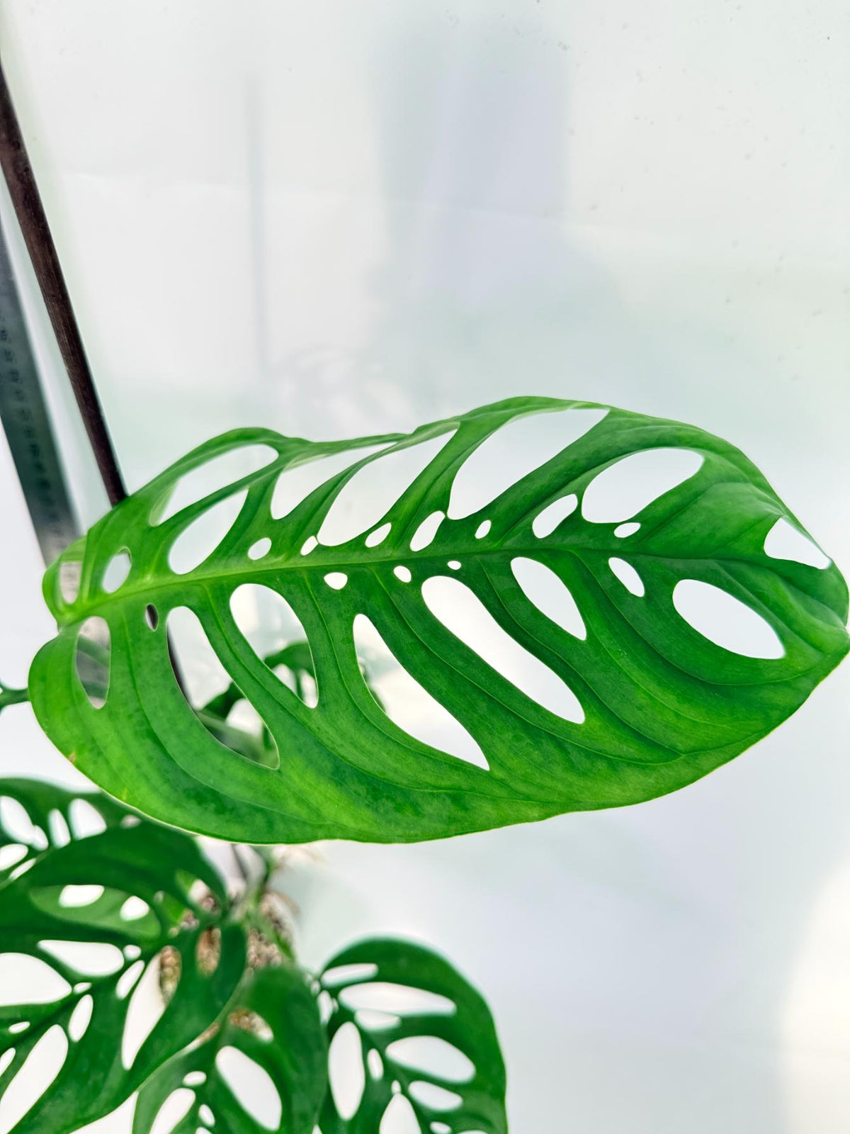 Monstera Epipremnoides Esqueleto 1