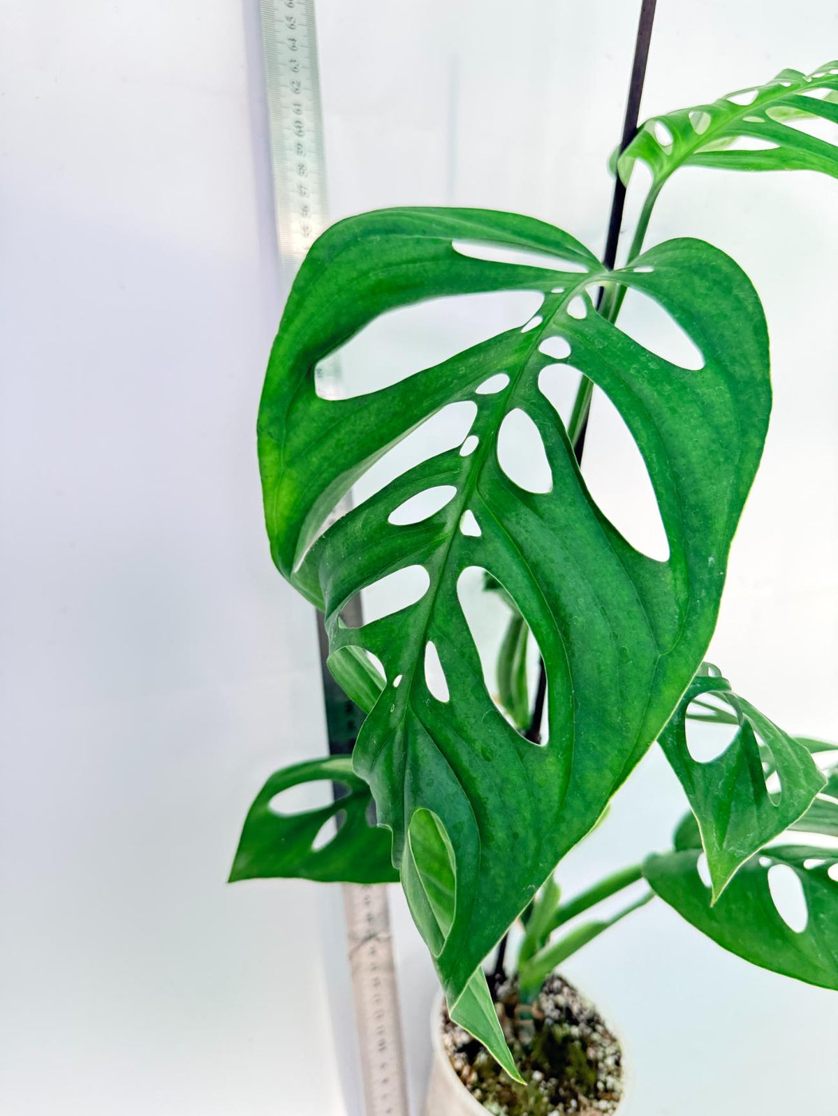 Monstera Epipremnoides Esqueleto 5