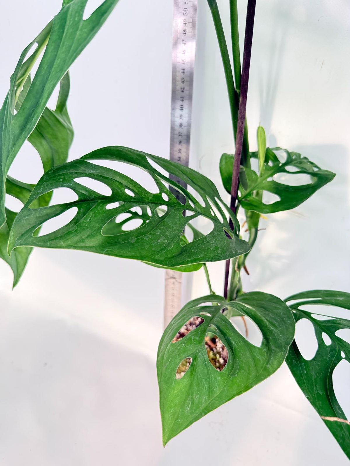 Monstera Epipremnoides Esqueleto 7