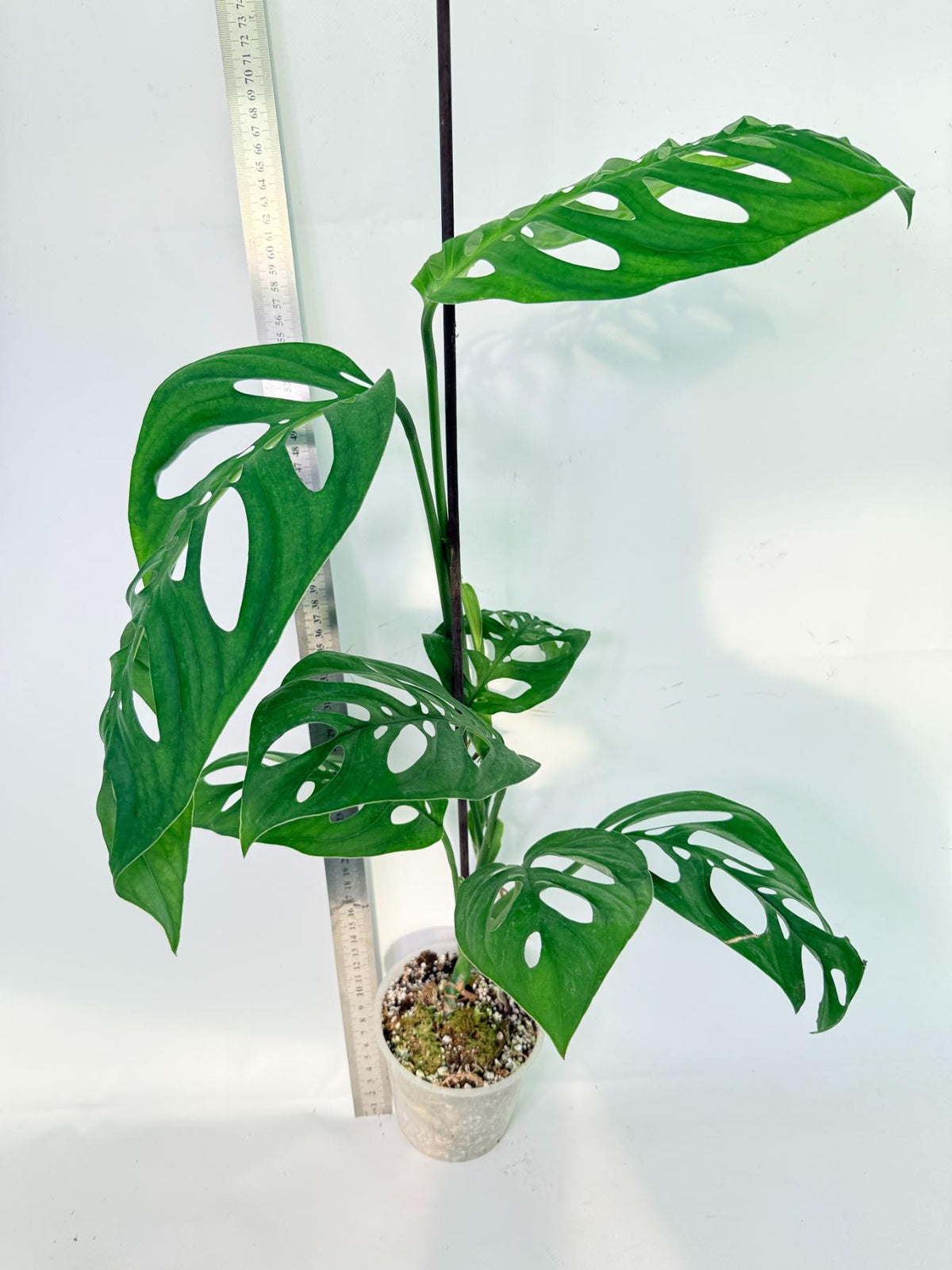Monstera Epipremnoides Esqueleto 6