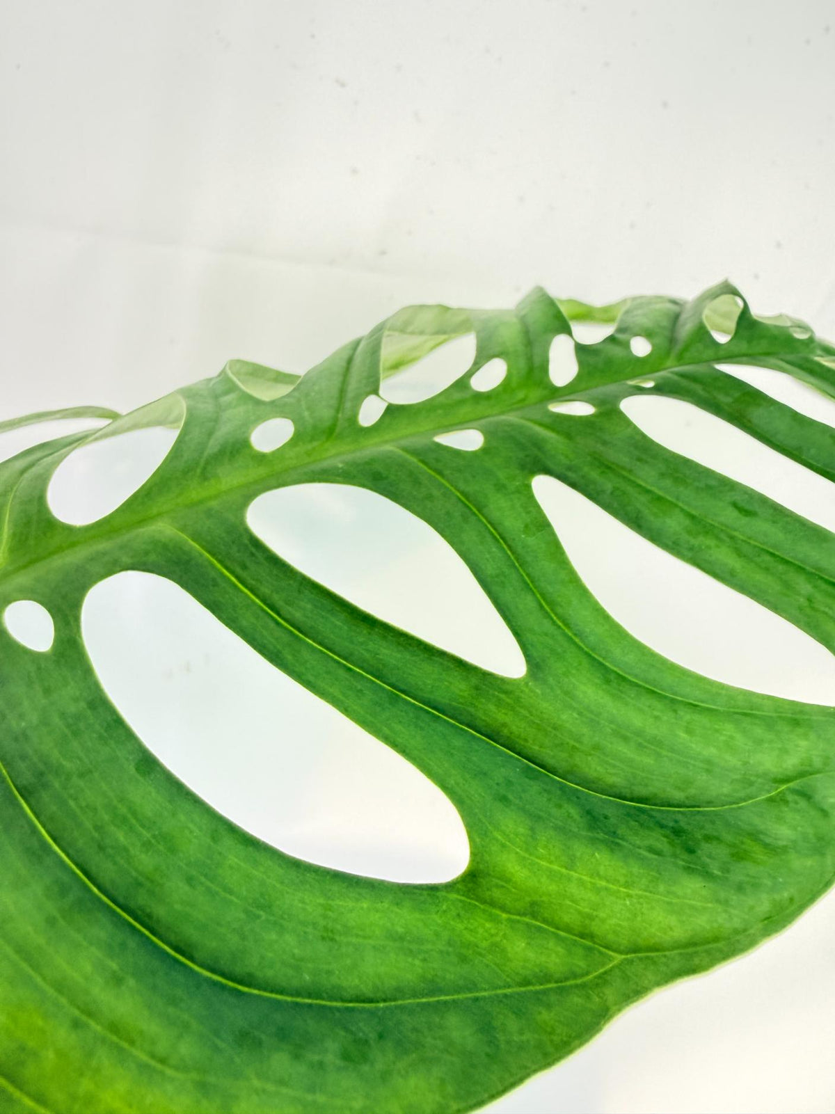 Monstera Epipremnoides Esqueleto 3