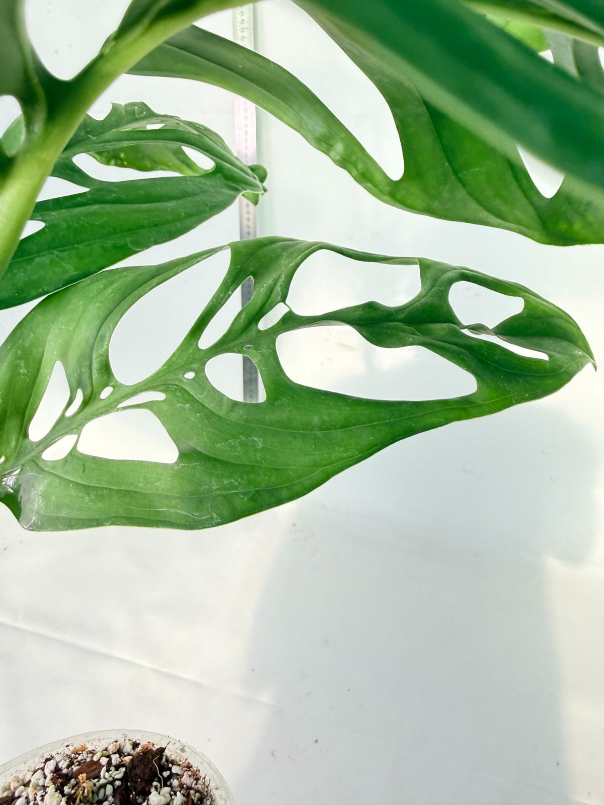 Monstera Epipremnoides Esqueleto 3