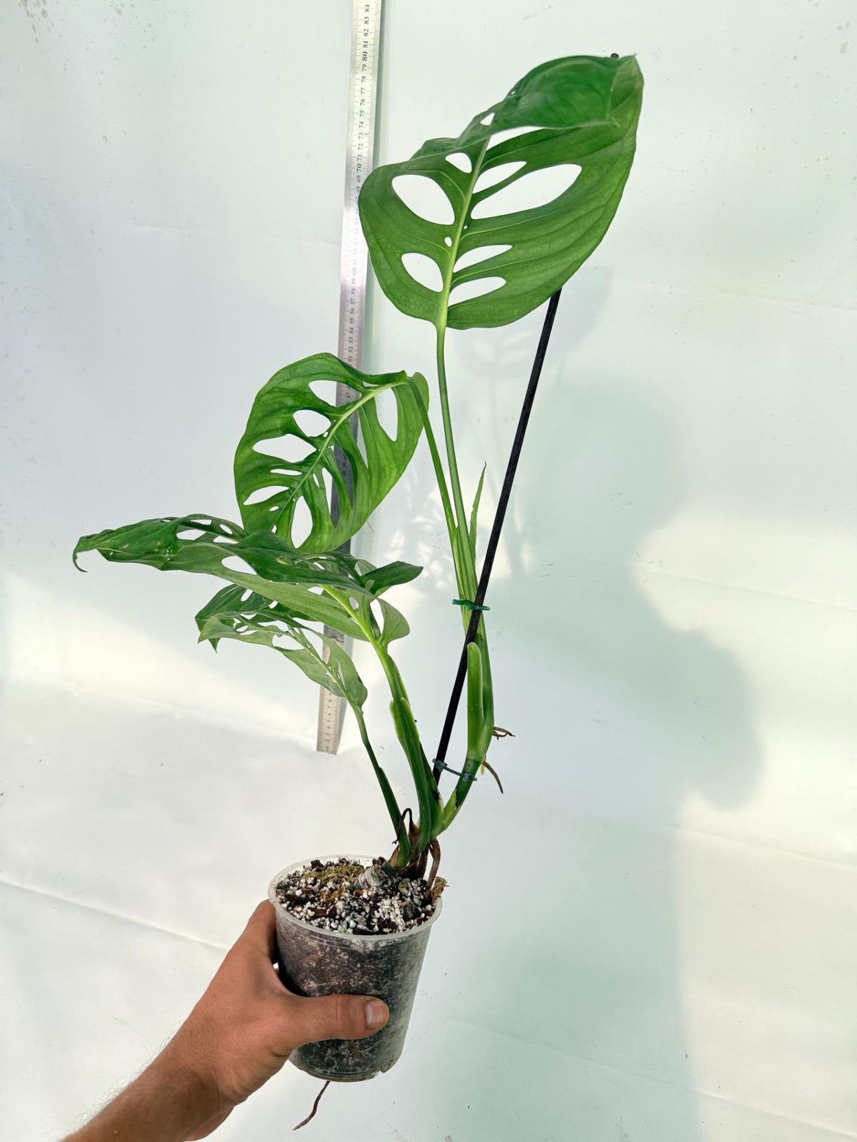 Monstera Epipremnoides Esqueleto 9