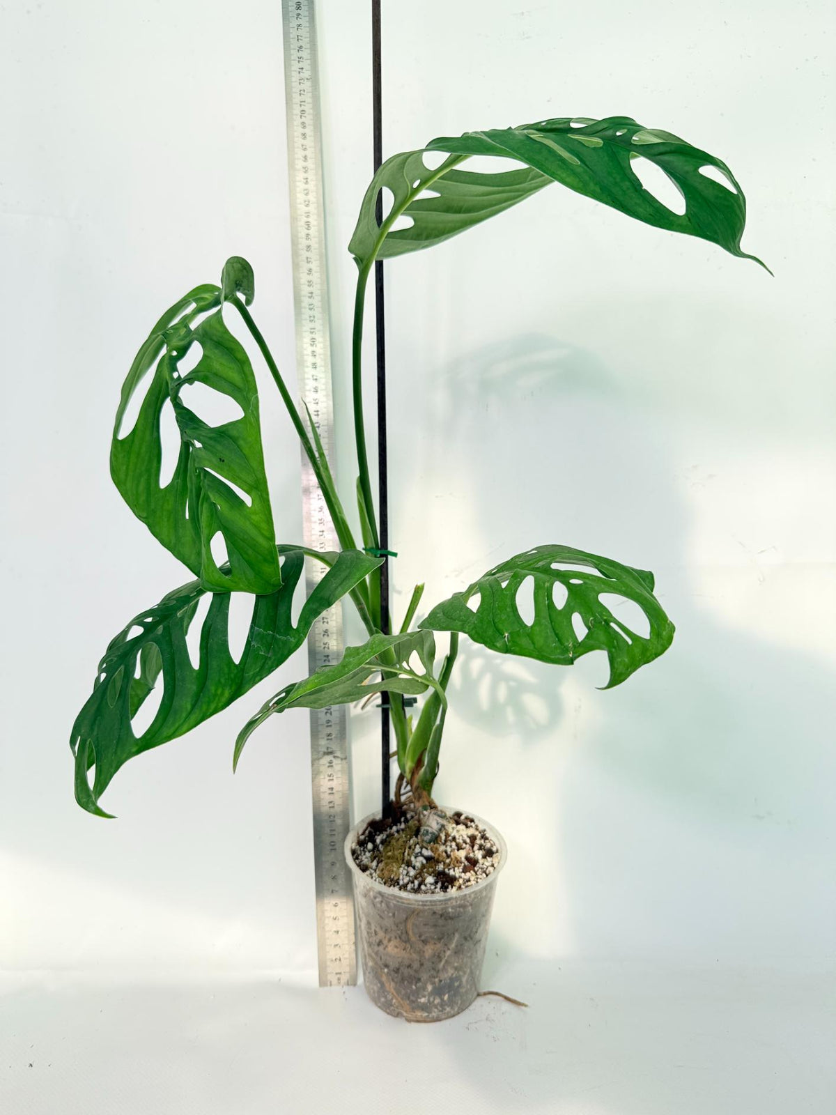 Monstera Epipremnoides Esqueleto 2