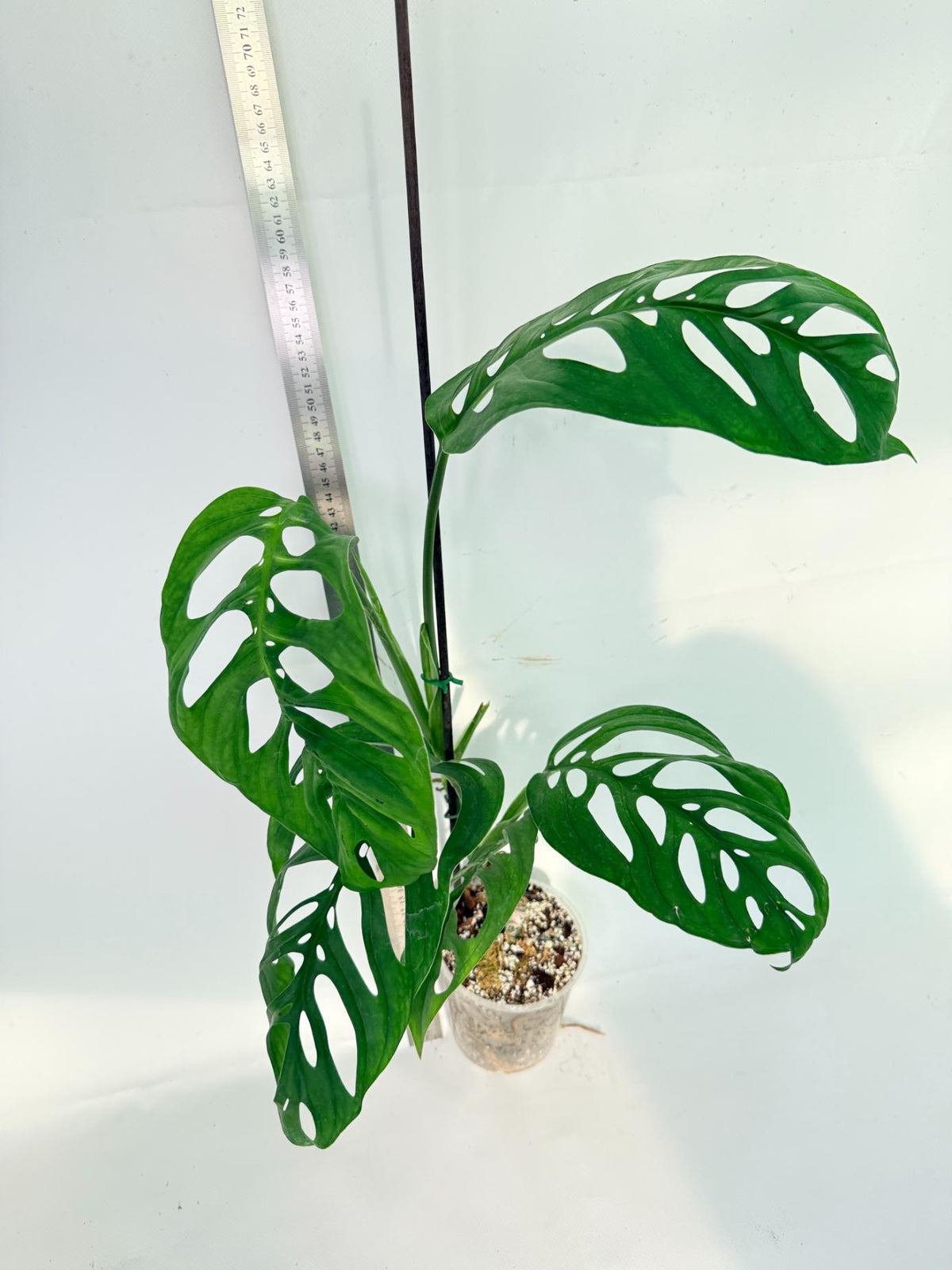 Monstera Epipremnoides Esqueleto 4