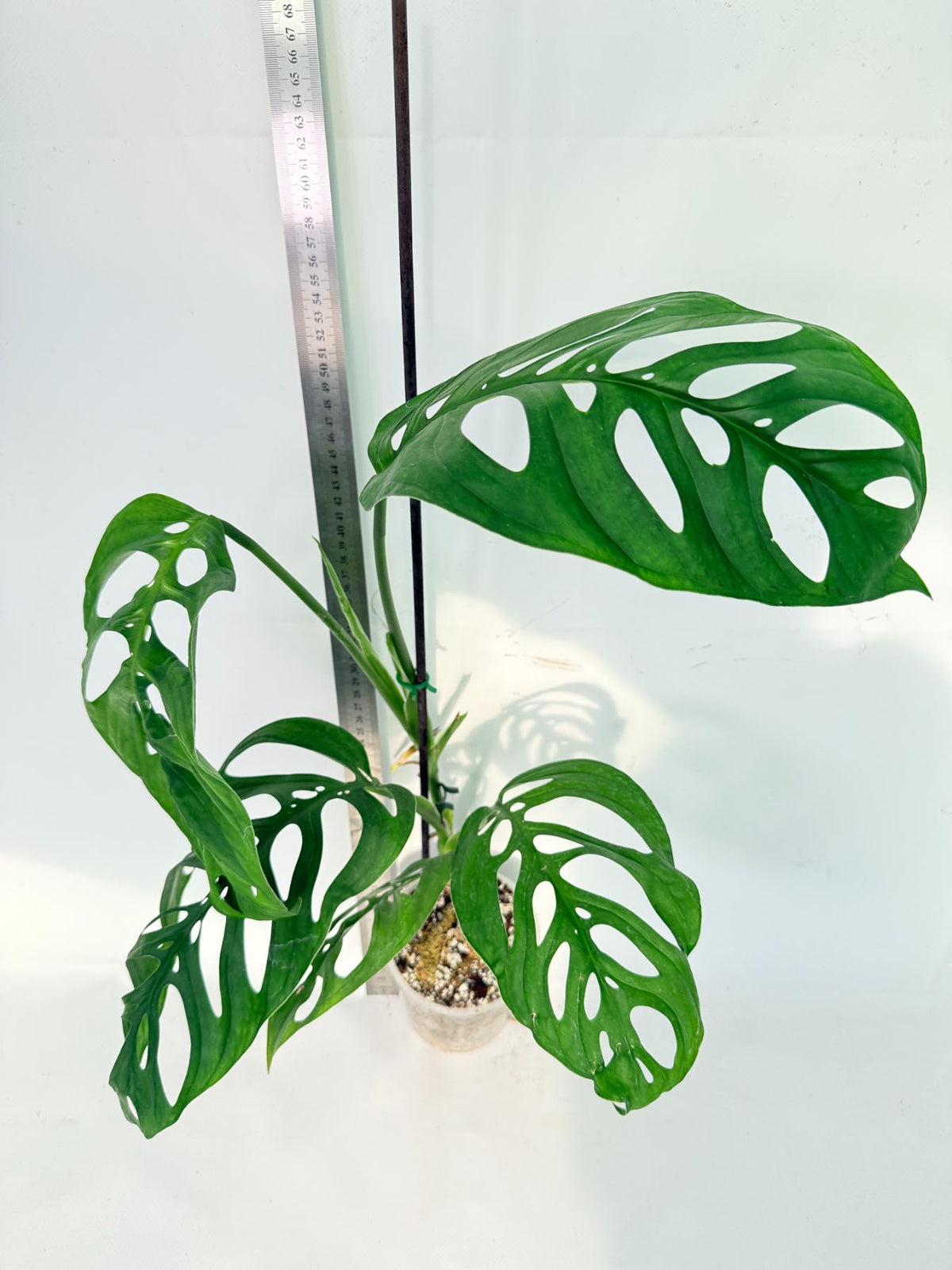 Monstera Epipremnoides Esqueleto 6