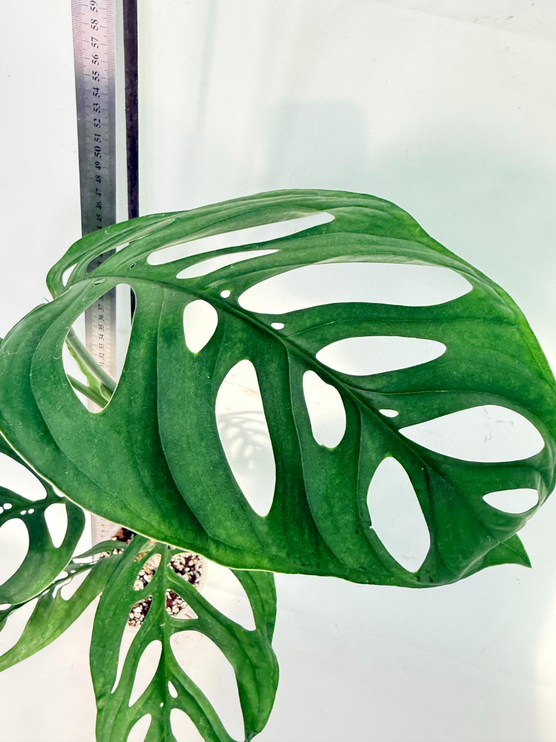 Monstera Epipremnoides Esqueleto 1