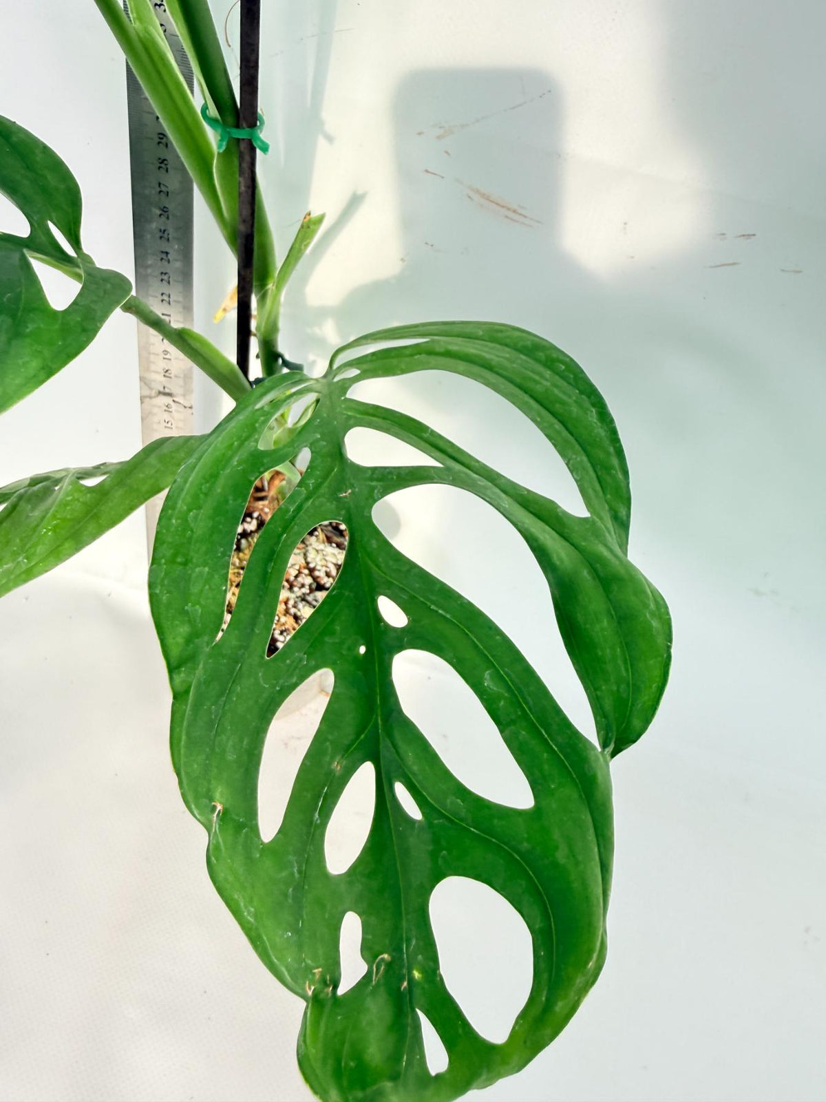 Monstera Epipremnoides Esqueleto 5