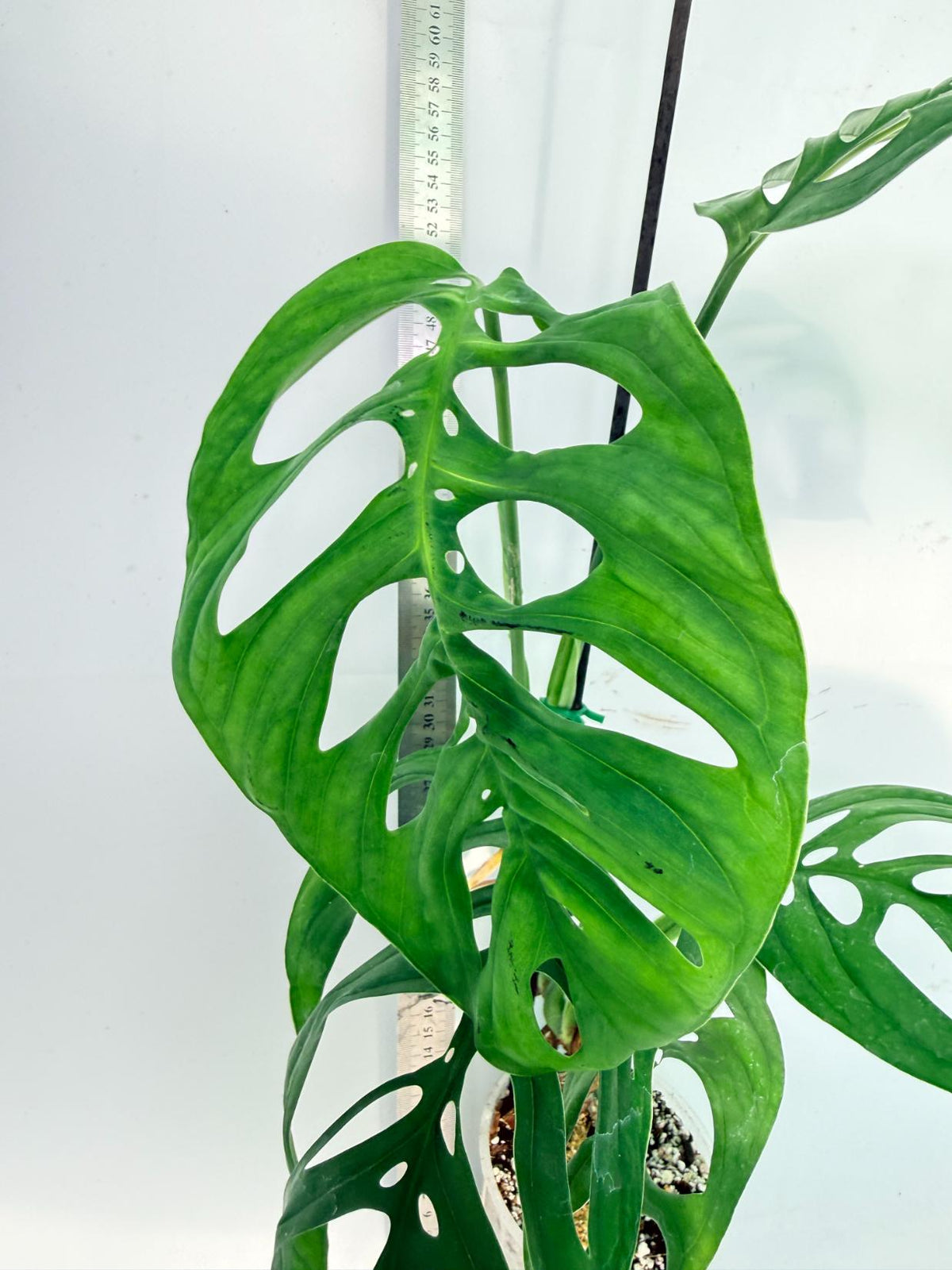 Monstera Epipremnoides Esqueleto 7