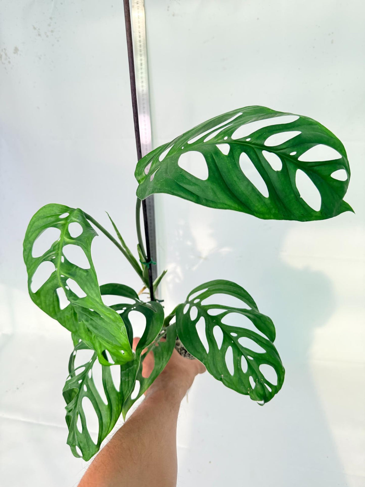 Monstera Epipremnoides Esqueleto 8