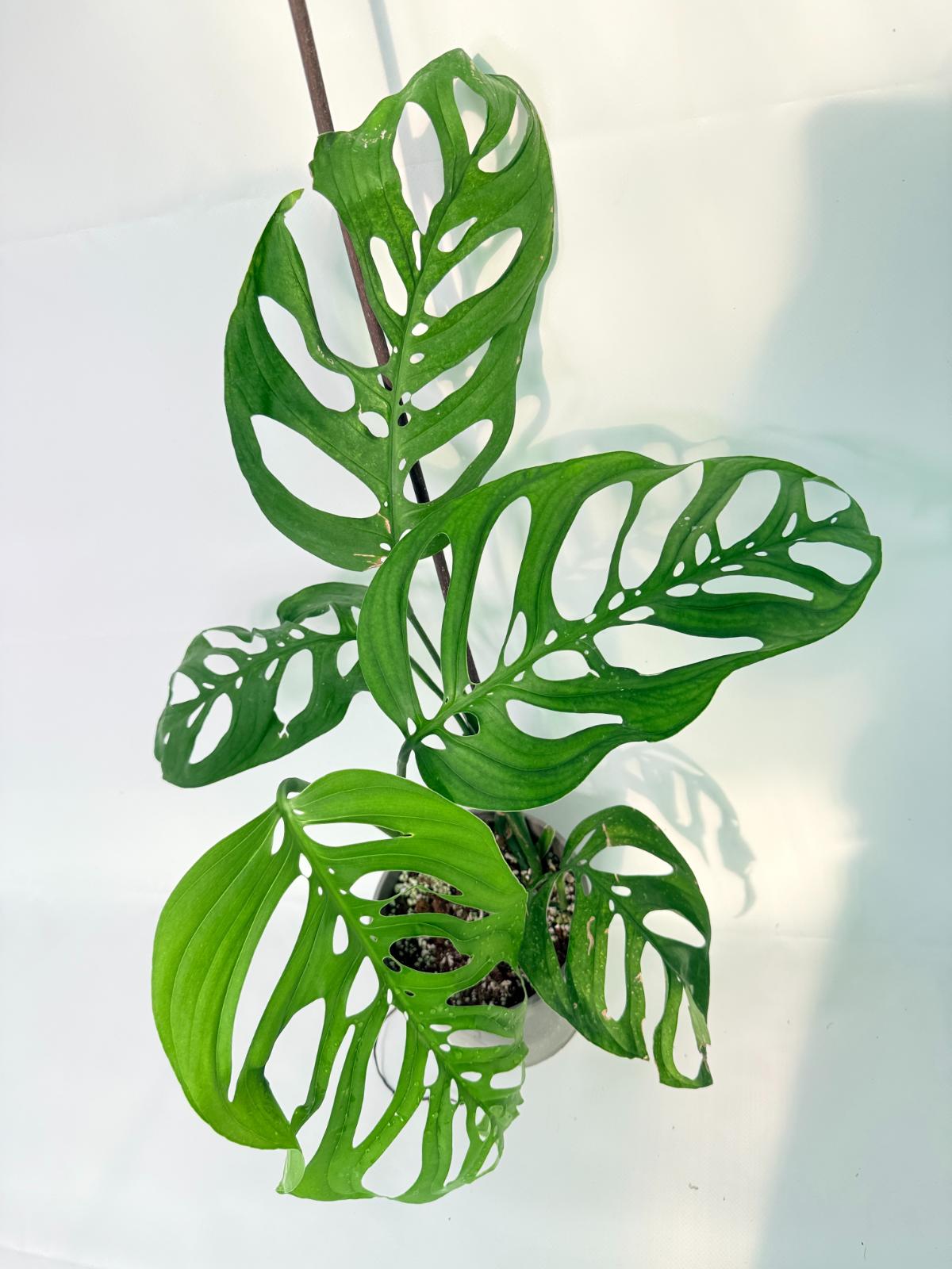Monstera Epipremnoides Esqueleto 08