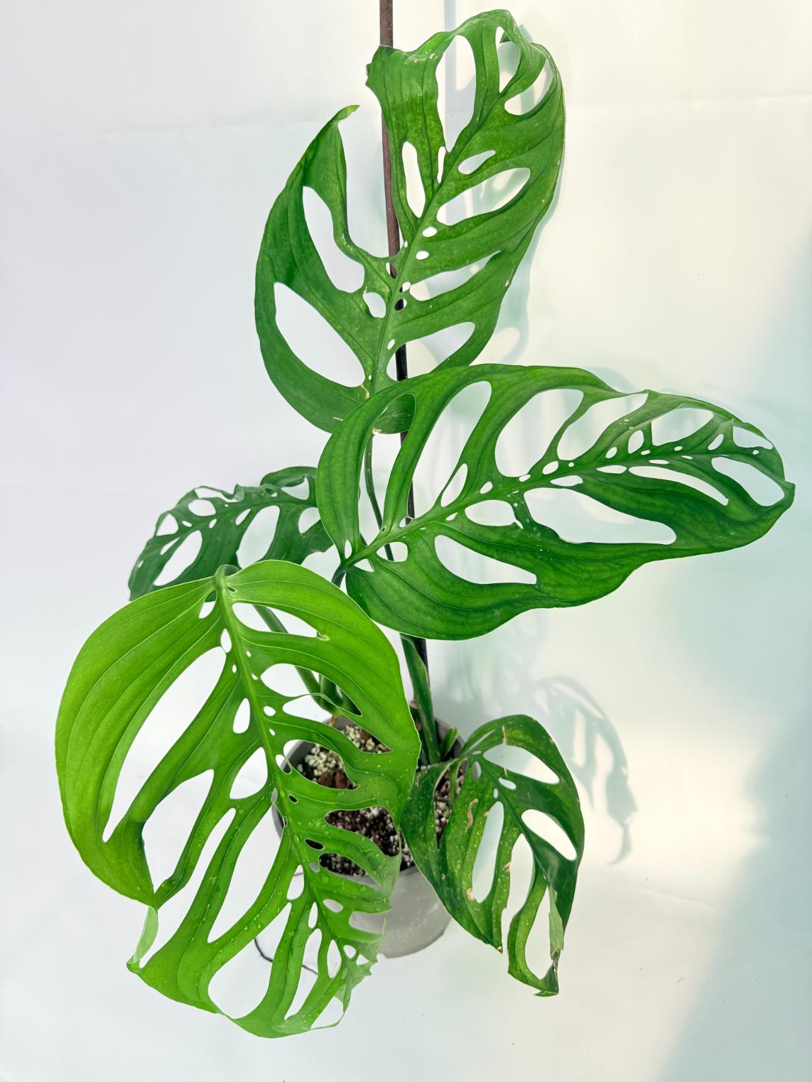 Monstera Epipremnoides Esqueleto 09