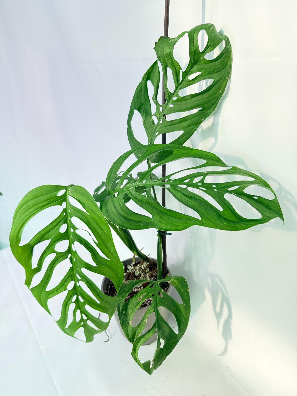 Monstera Epipremnoides Esqueleto 10