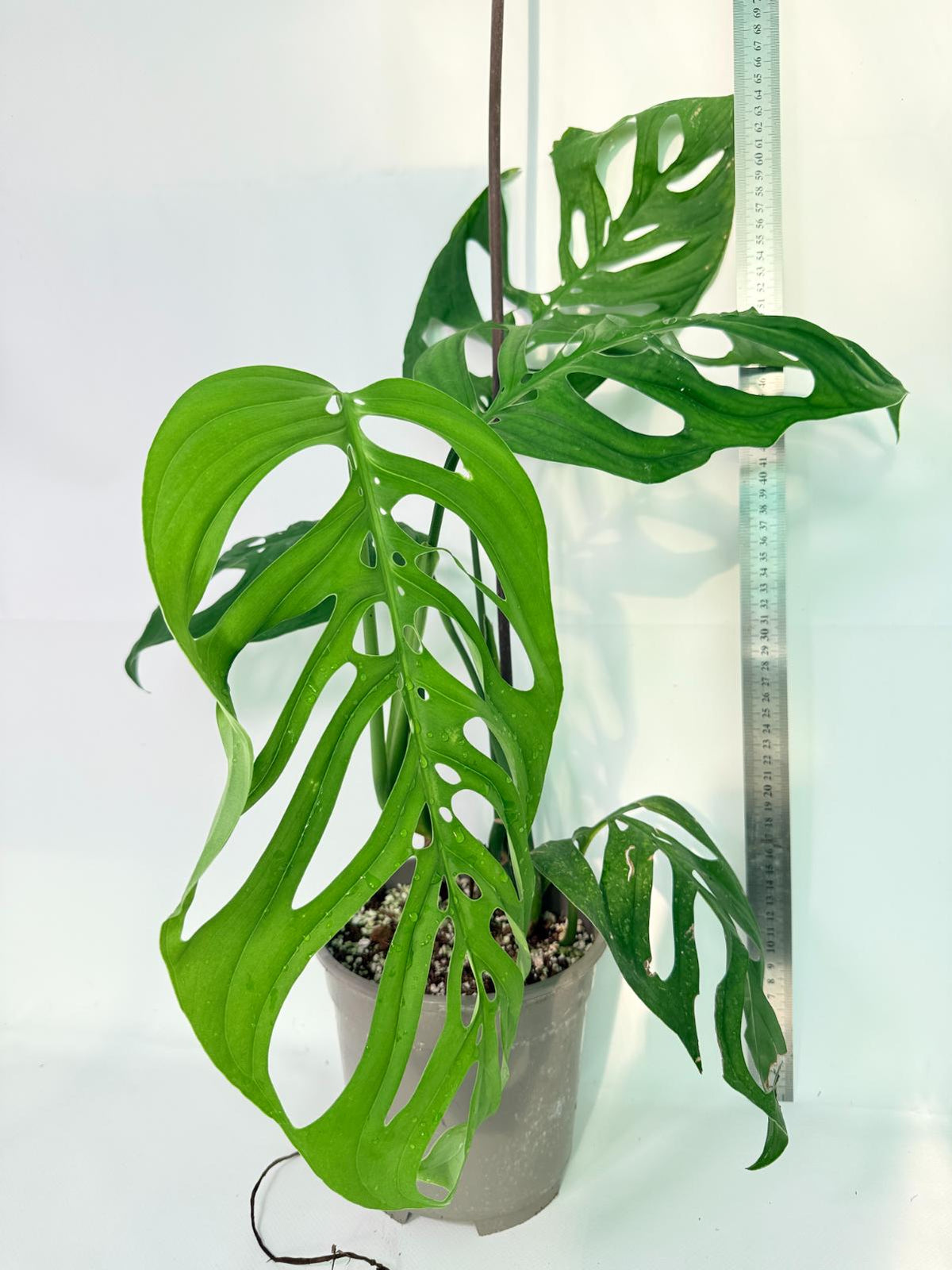 Monstera Epipremnoides Esqueleto 11
