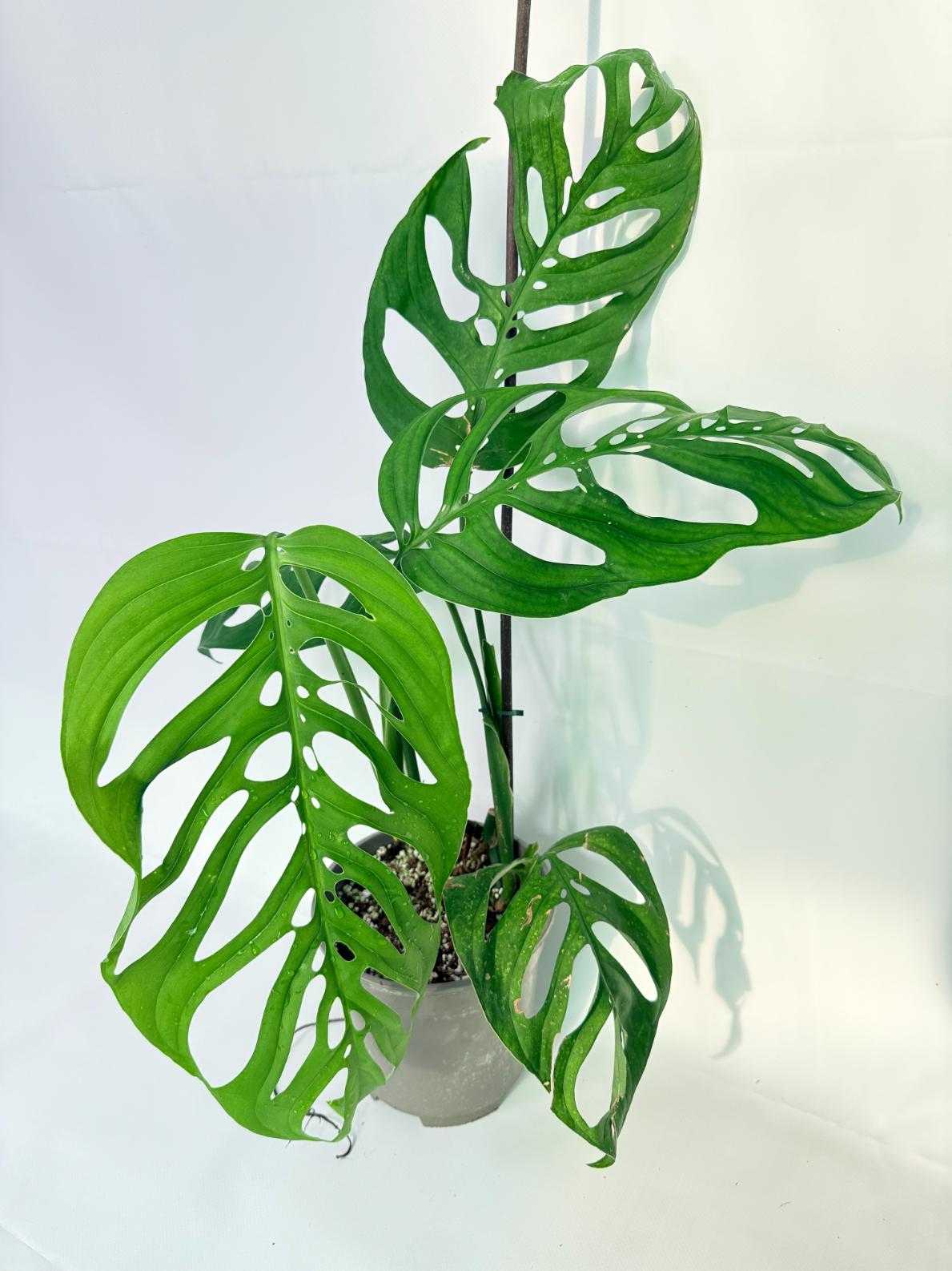 Monstera Epipremnoides Esqueleto 01