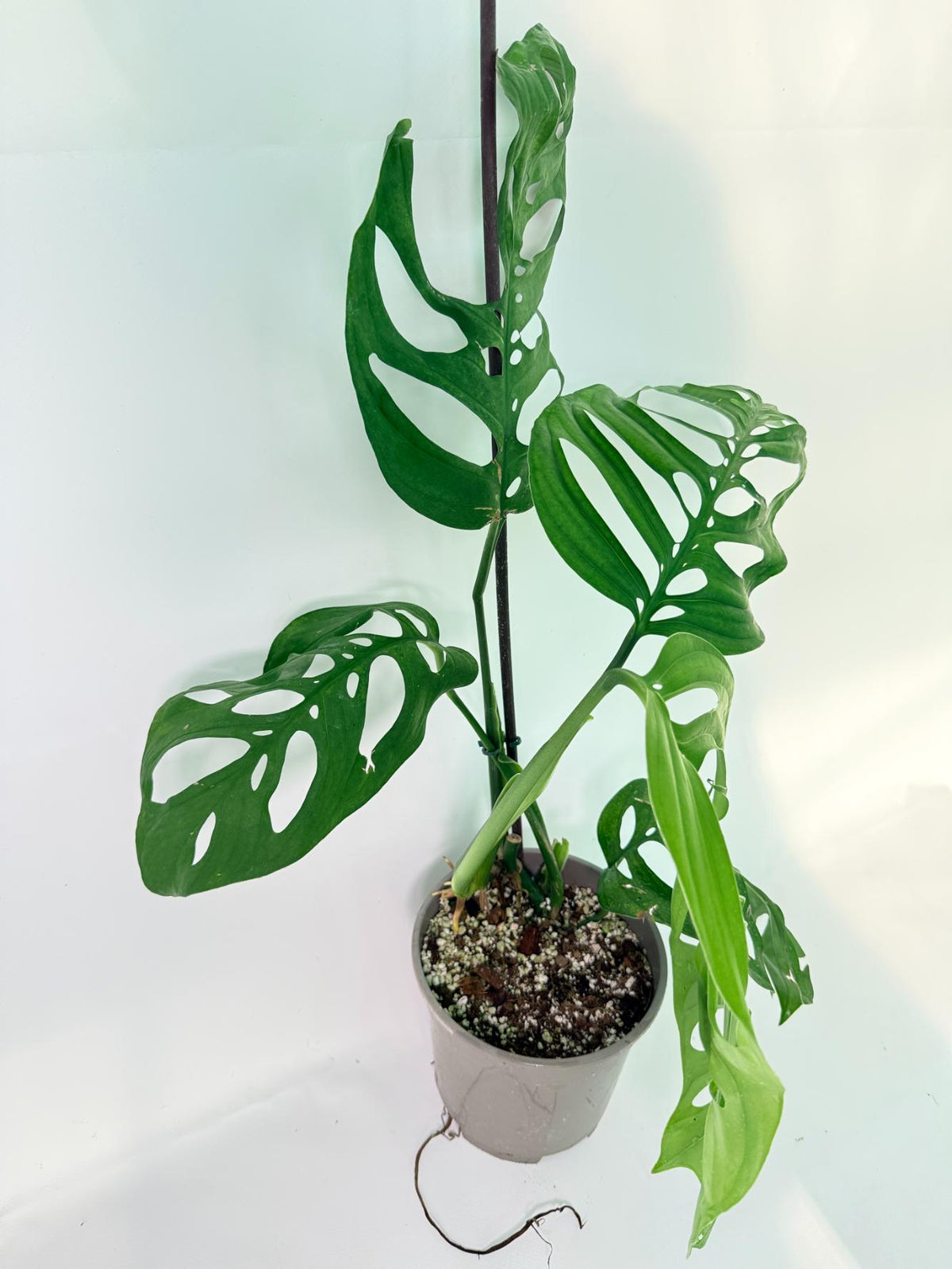 Monstera Epipremnoides Esqueleto 03