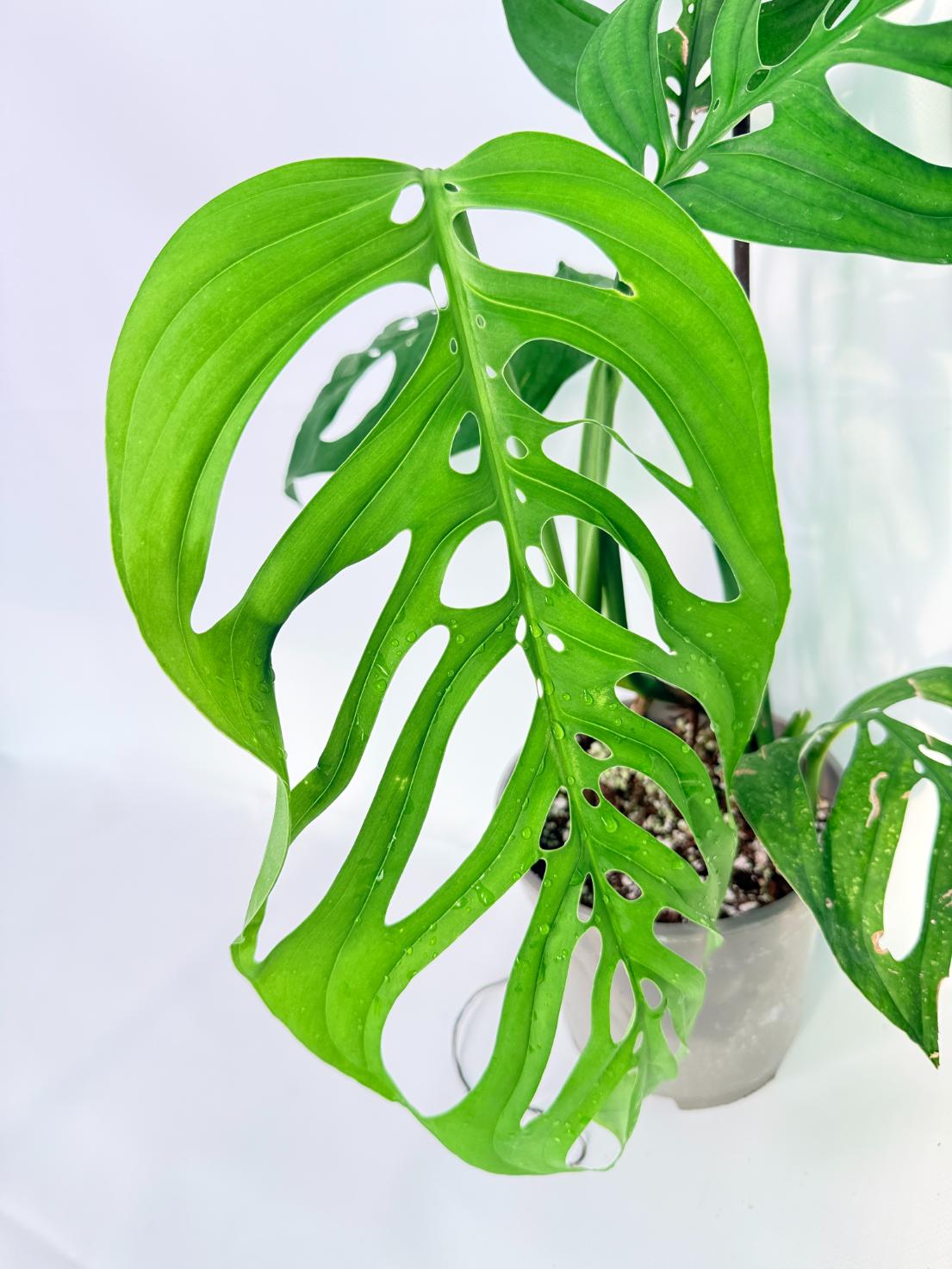 Monstera Epipremnoides Esqueleto 04