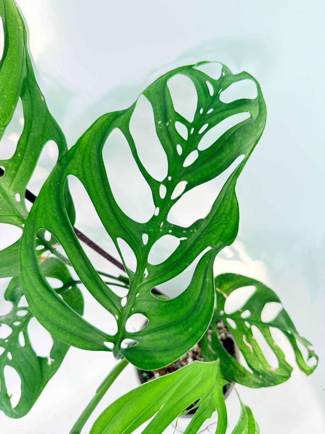 Monstera Epipremnoides Esqueleto 05