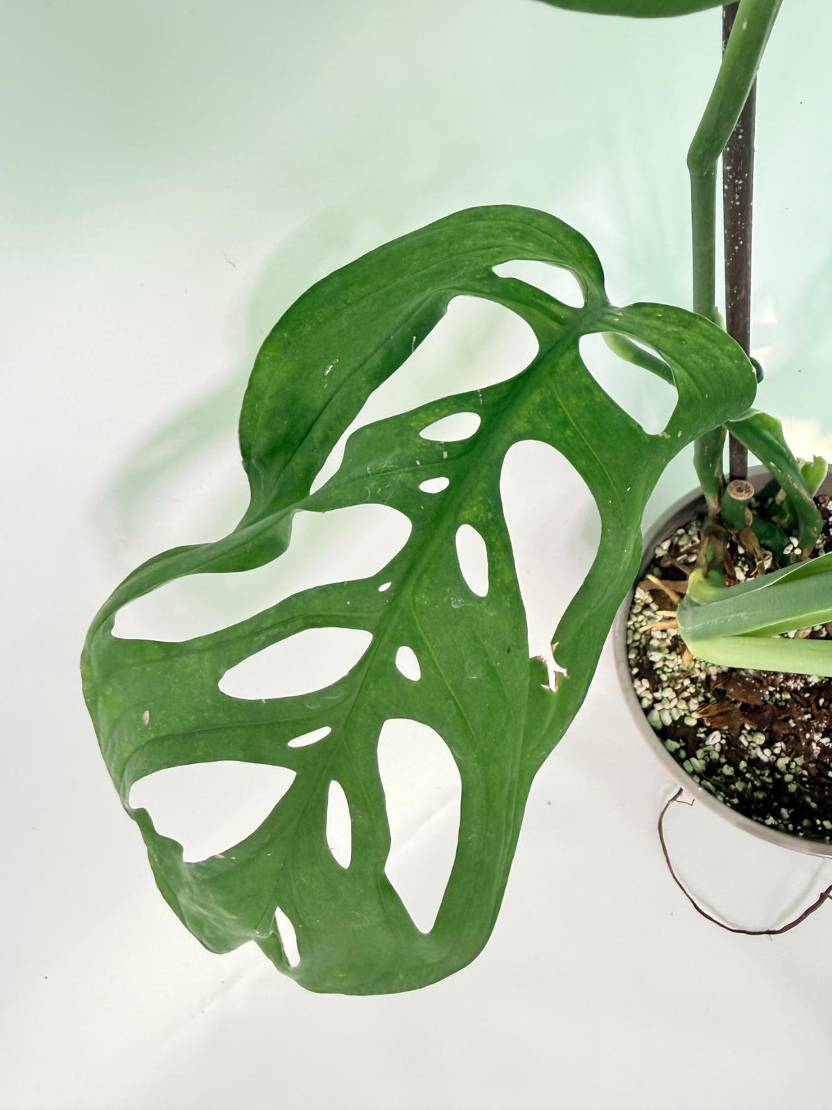 Monstera Epipremnoides Esqueleto 06