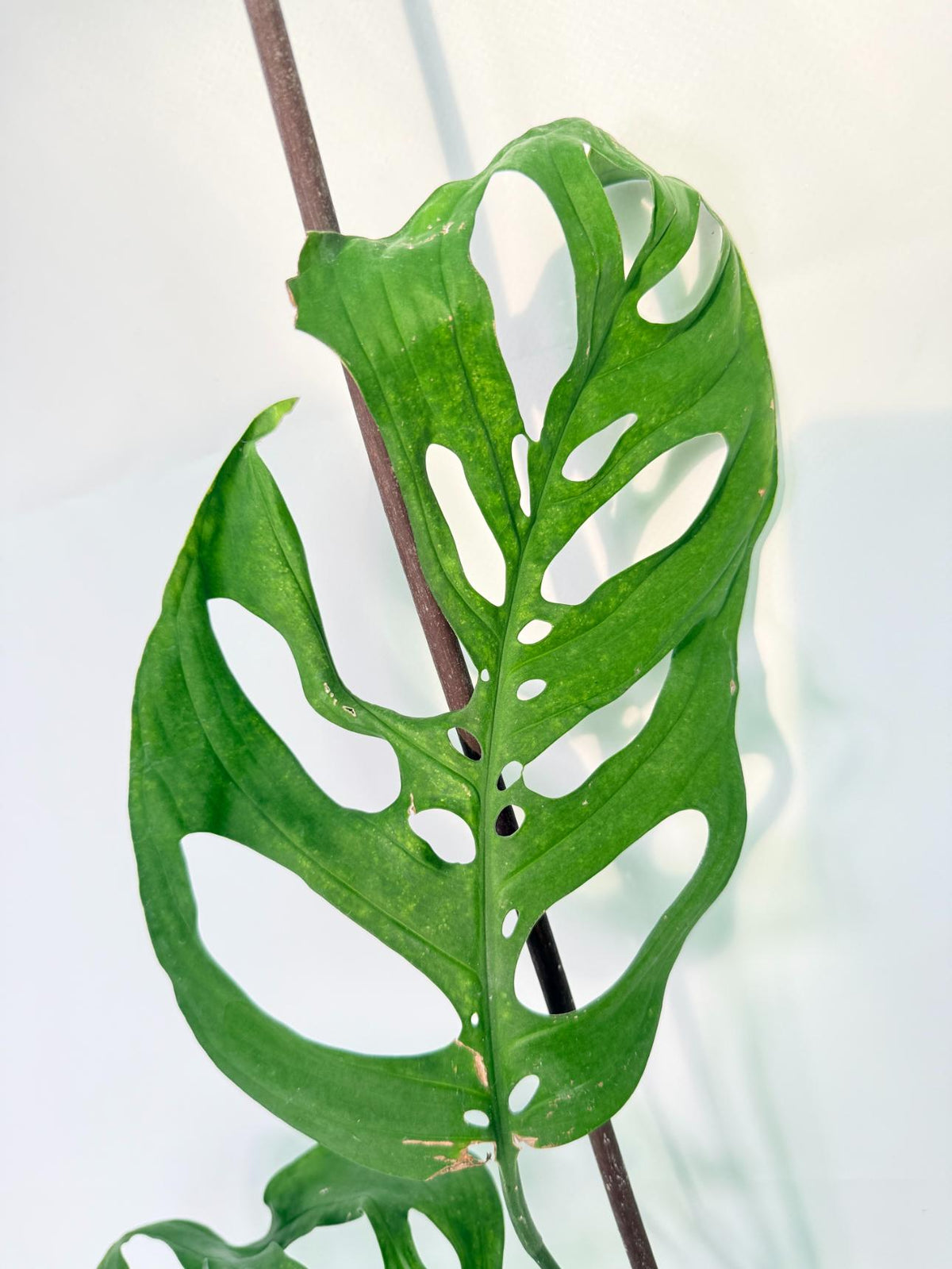 Monstera Epipremnoides Esqueleto 07