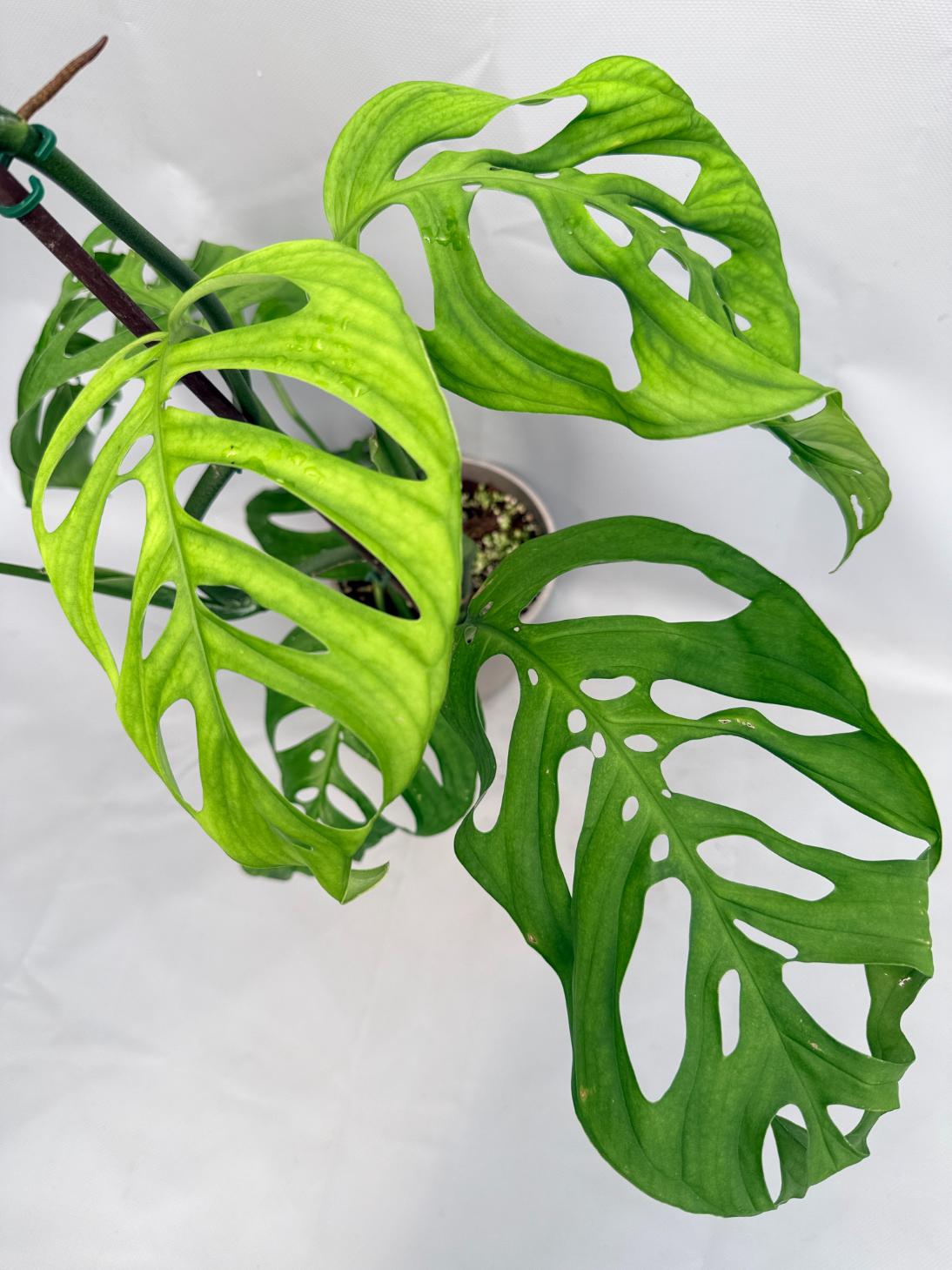 Monstera Epipremnoides Esqueleto XXL 08