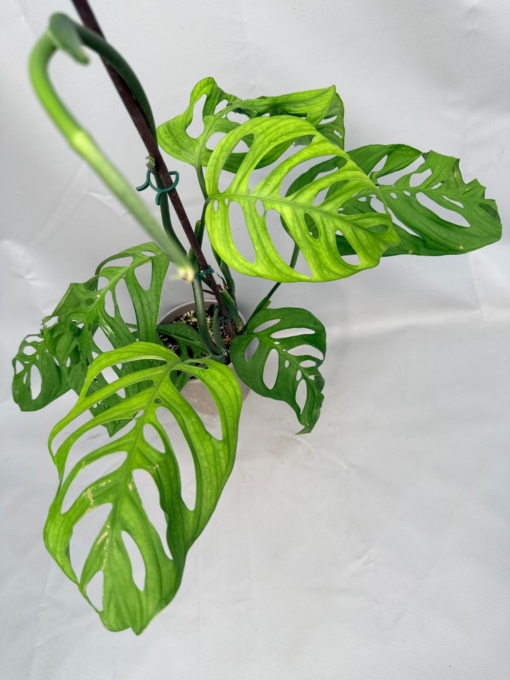 Monstera Epipremnoides Esqueleto XXL 09