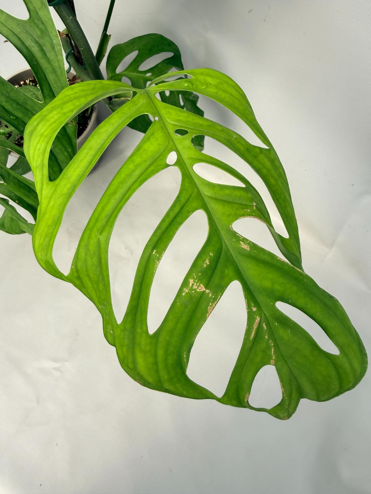 Monstera Epipremnoides Esqueleto XXL 04