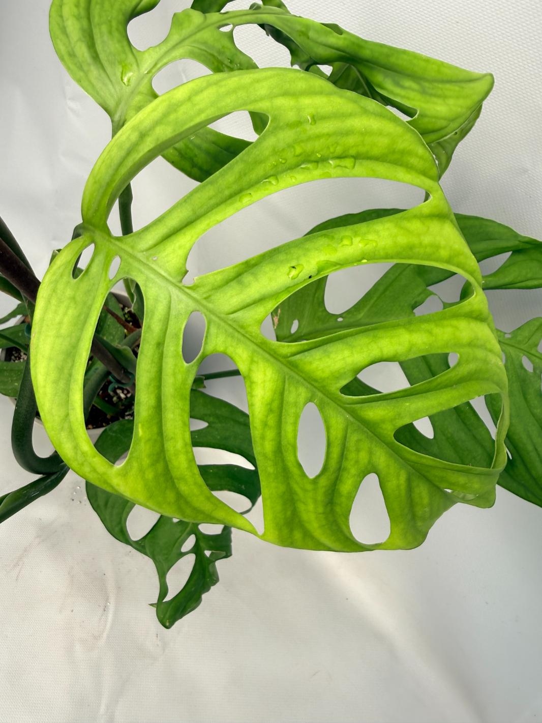 Monstera Epipremnoides Esqueleto XXL 05
