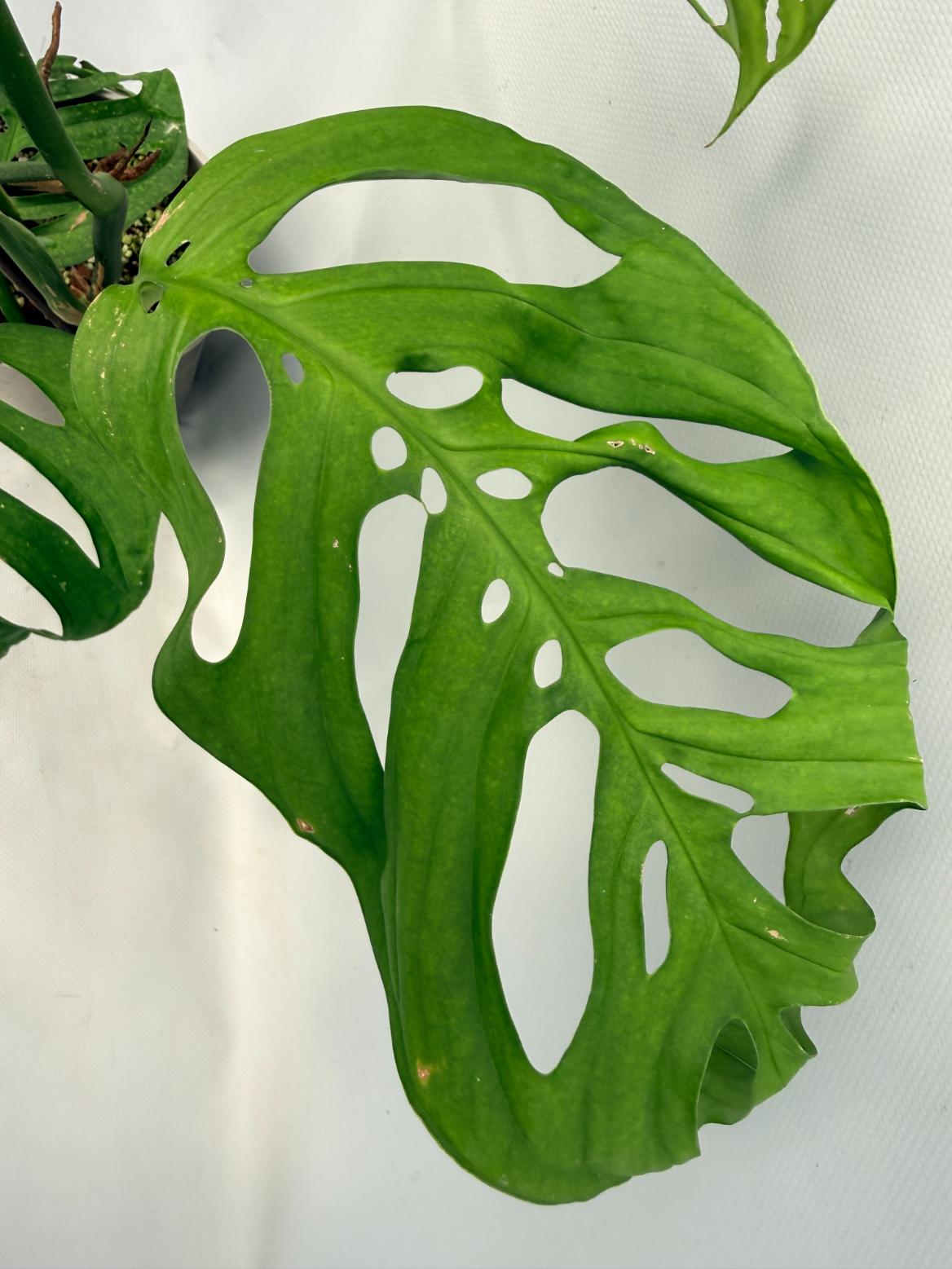 Monstera Epipremnoides Esqueleto XXL 06