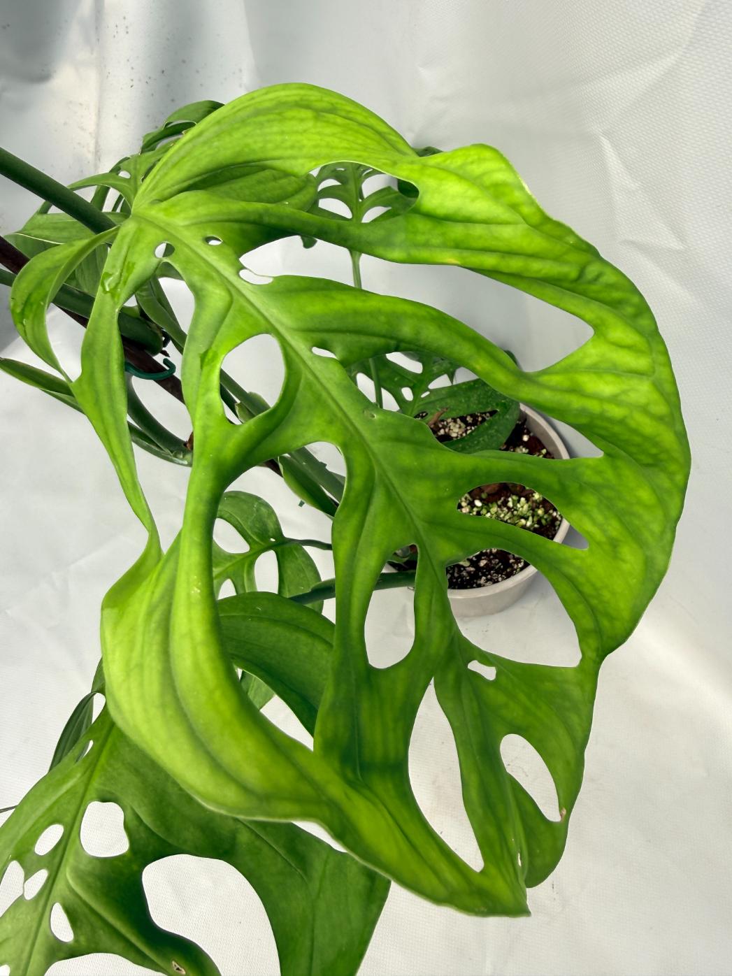 Monstera Epipremnoides Esqueleto XXL 07
