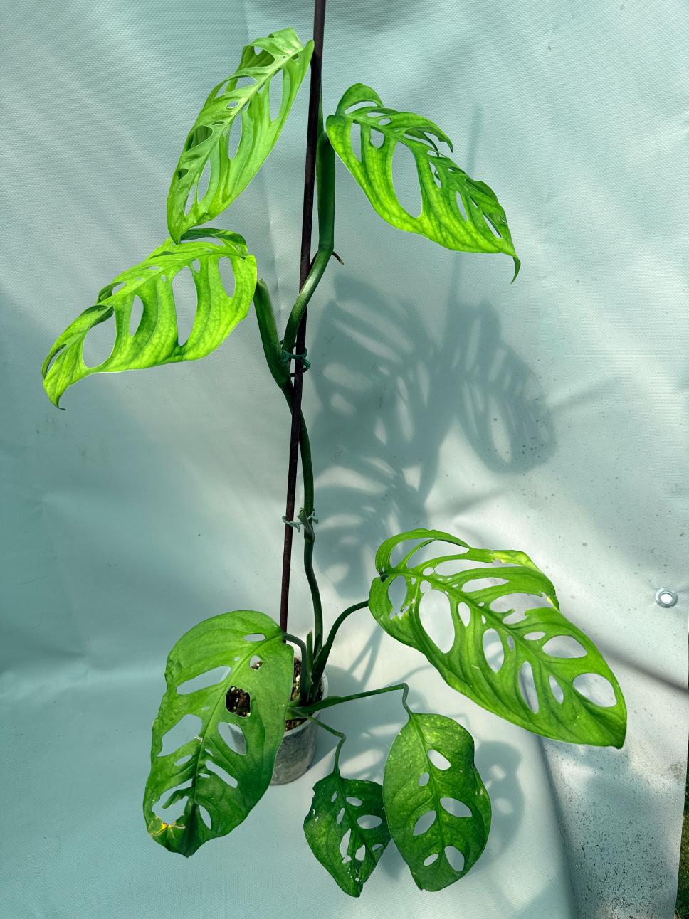 Monstera Epipremnoides Esqueleto XXL 6